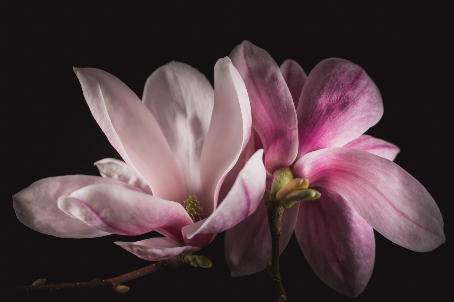Roze Magnolia's