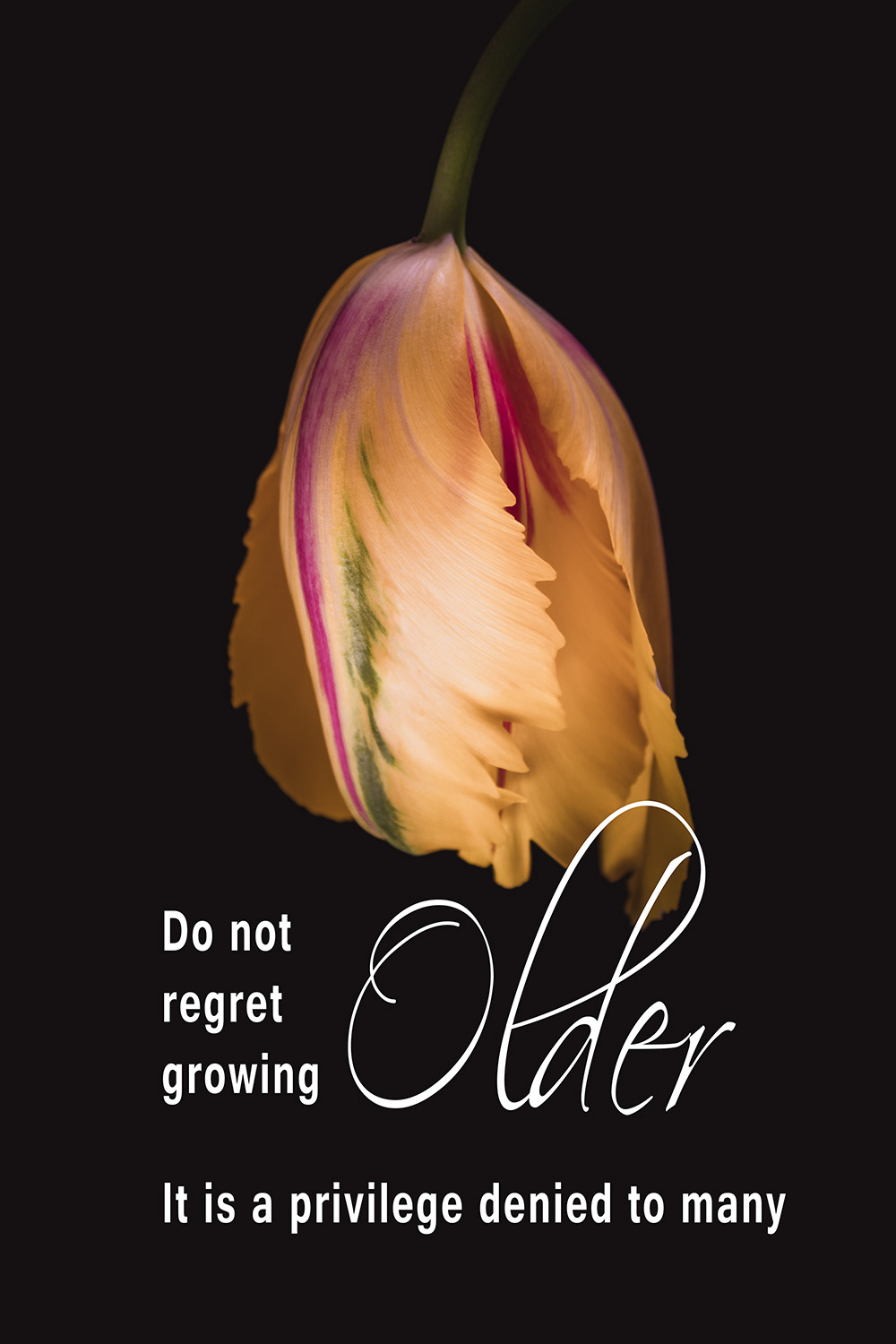 Growing Older Tulp