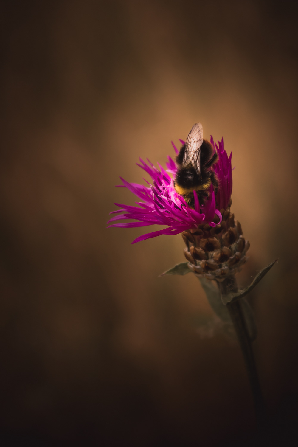 Hommel & Korenbloem