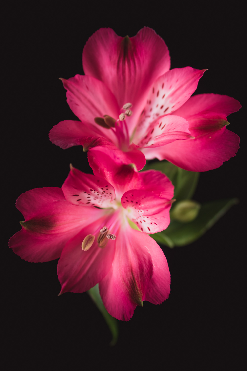 Roze Alstroemeria