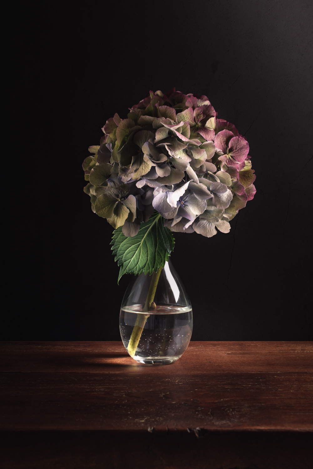 Hortensia Stilleven