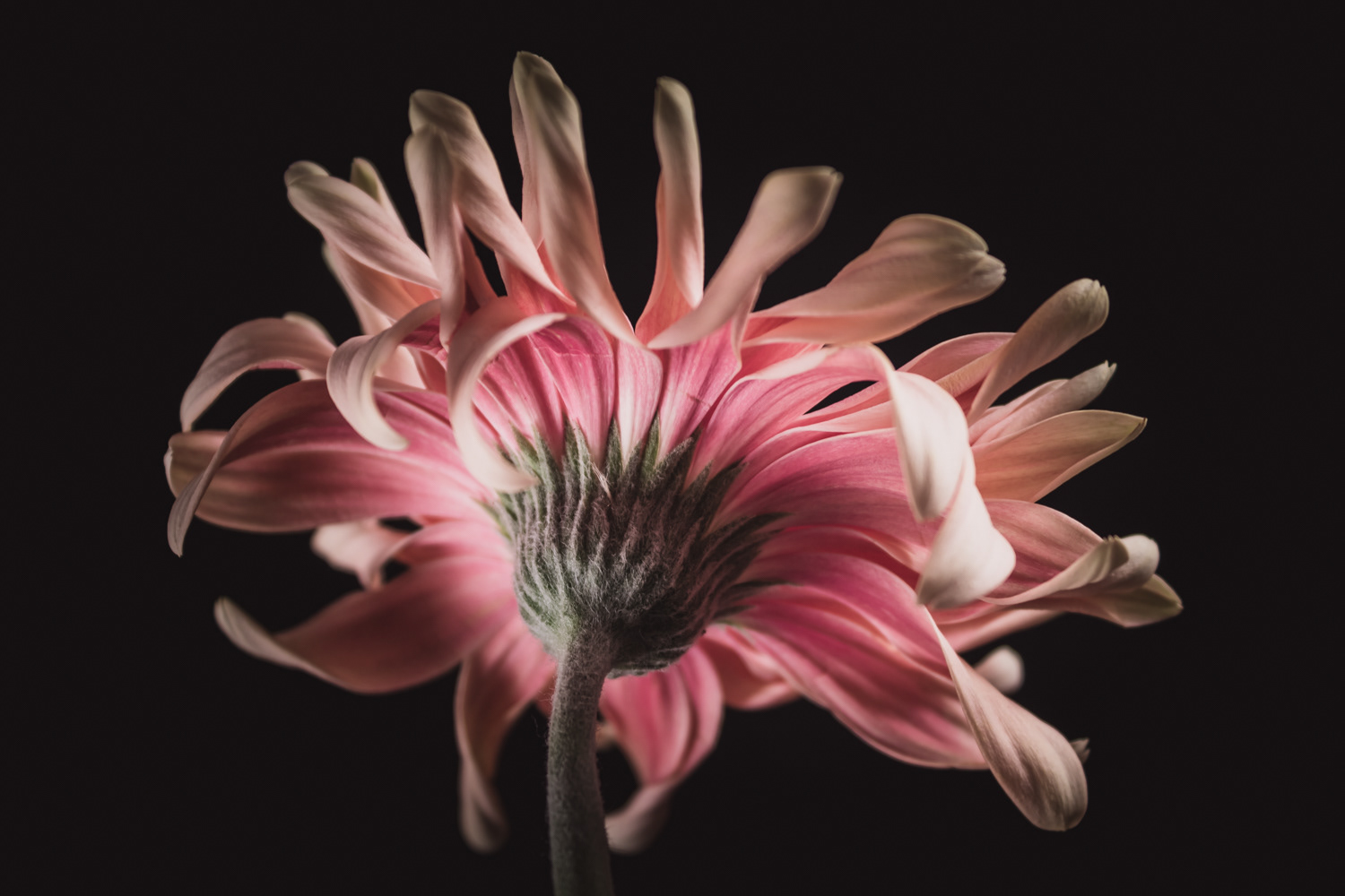 Roze Gerbera