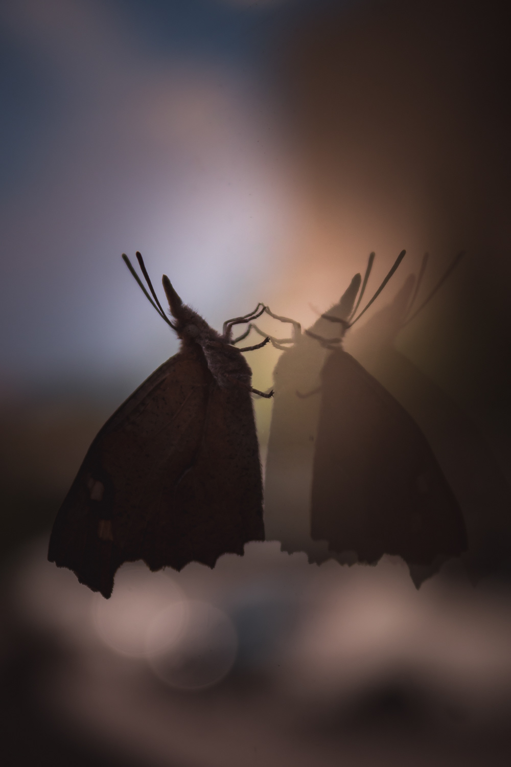 Vlinder & Spiegelbeeld