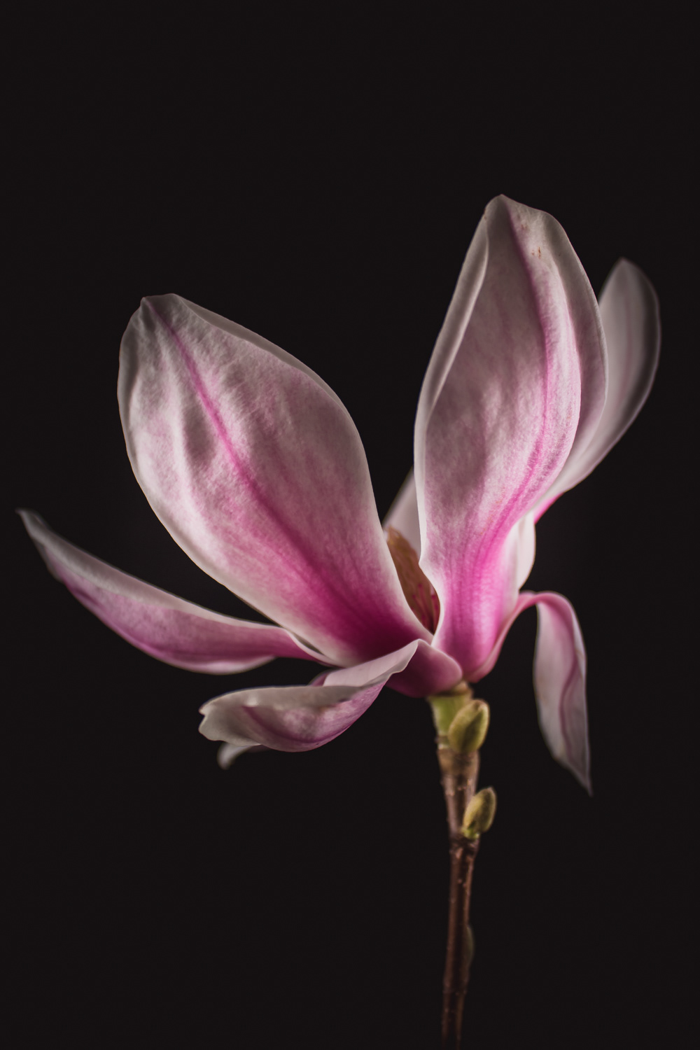 Roze Magnolia