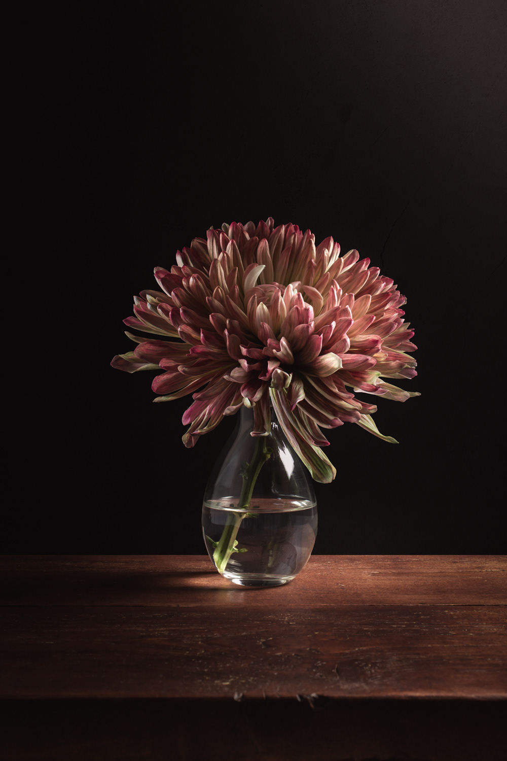 Chrysant Stilleven