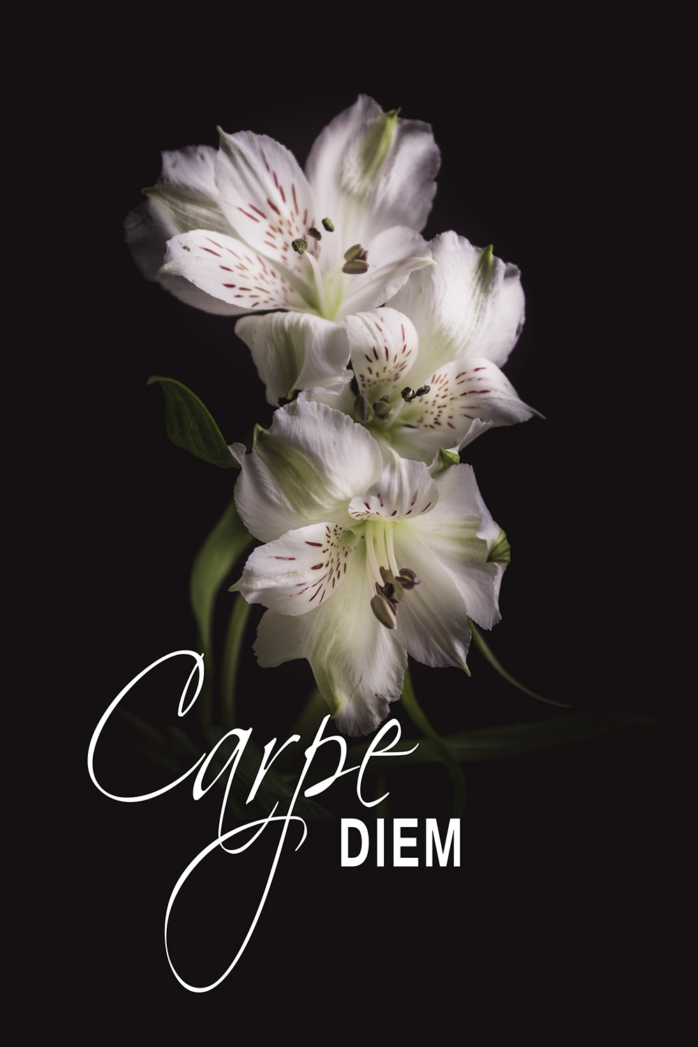 Carpe Diem Incalelie