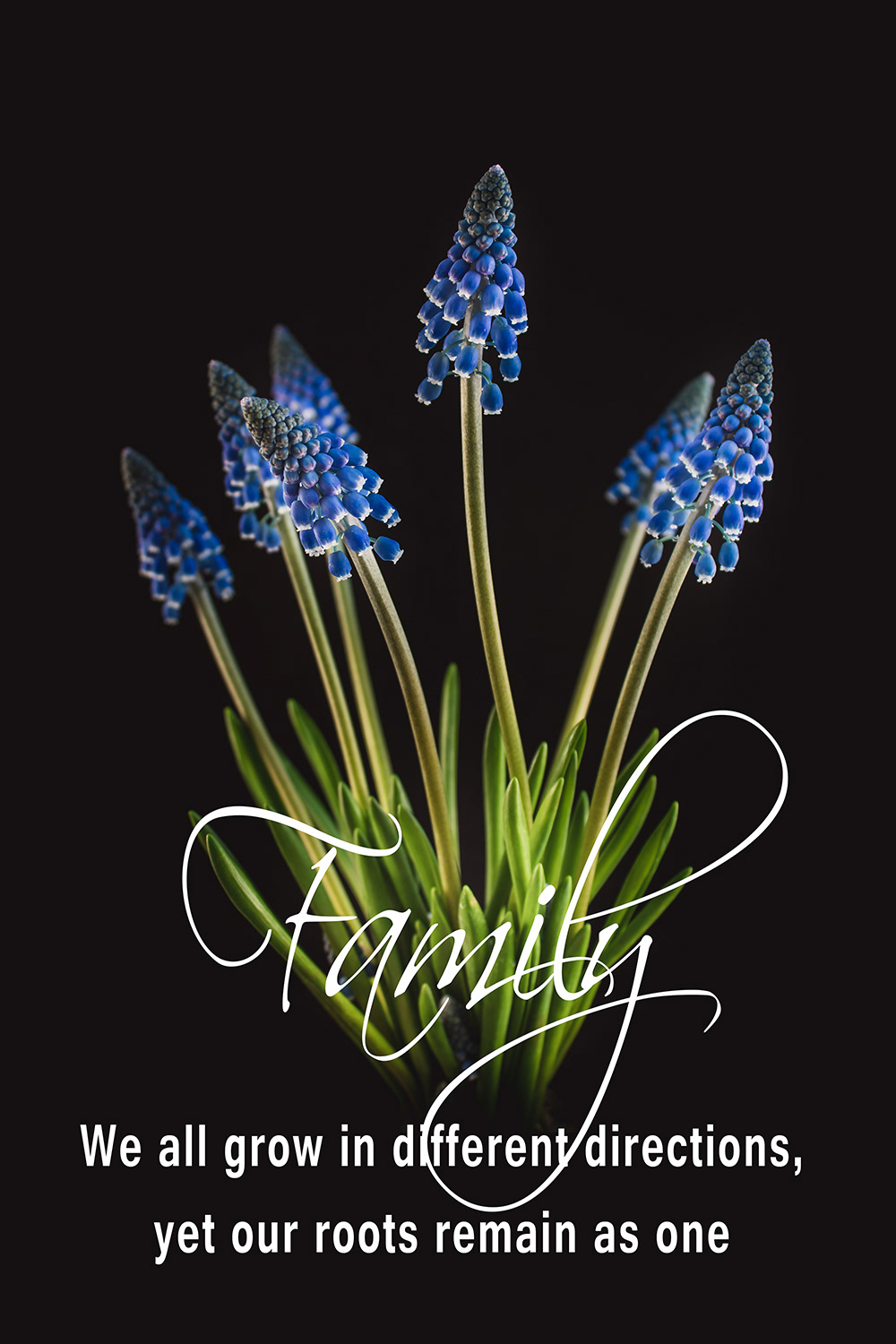 Family Muscari
