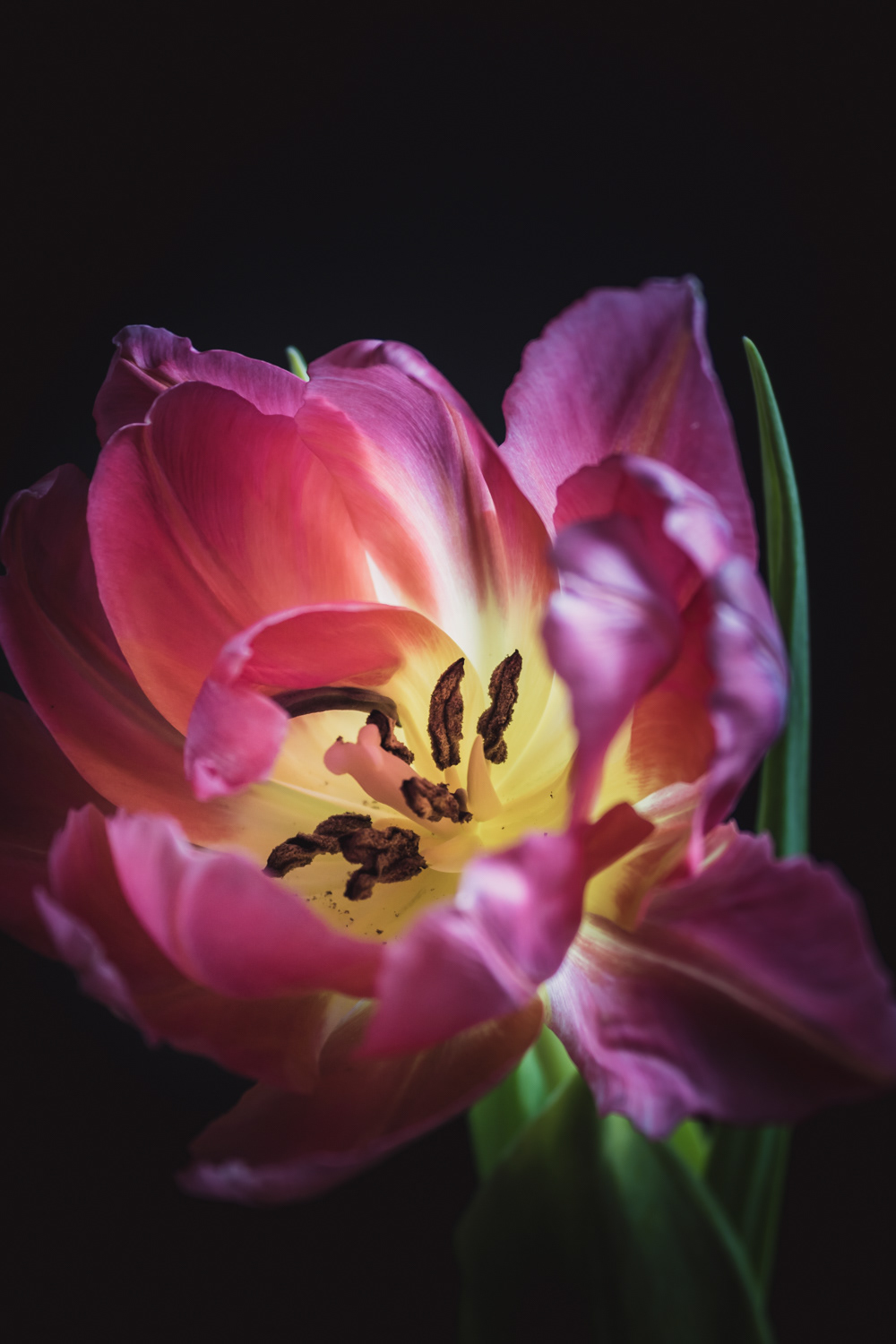 Geel-Roze Tulp