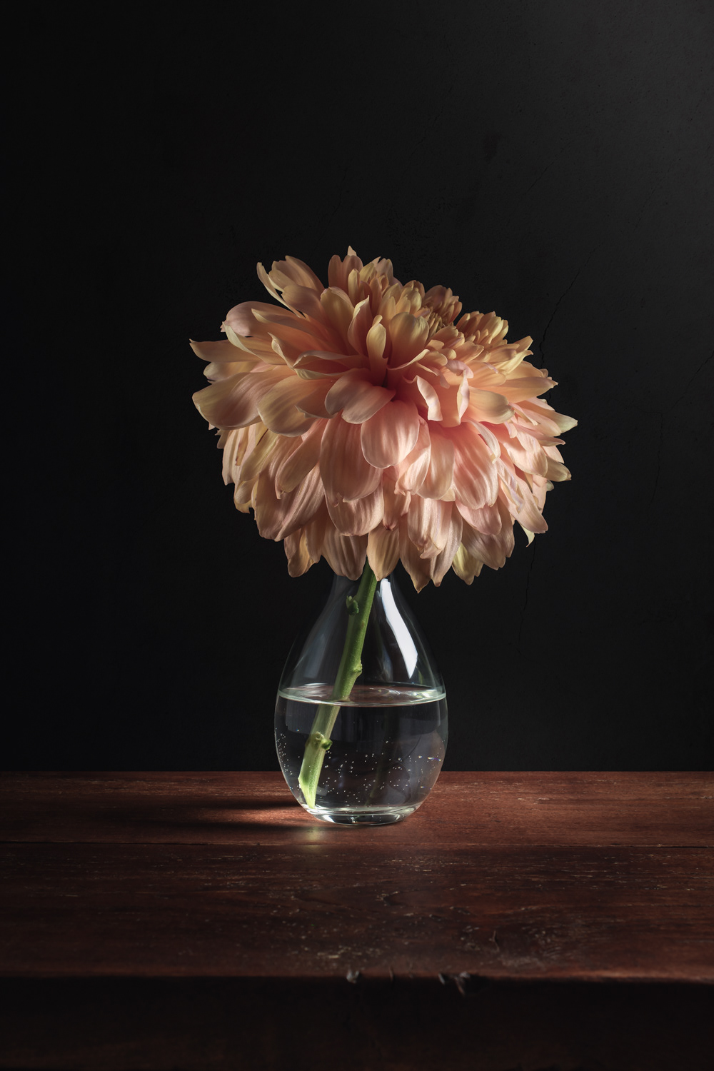 Chrysant Stilleven