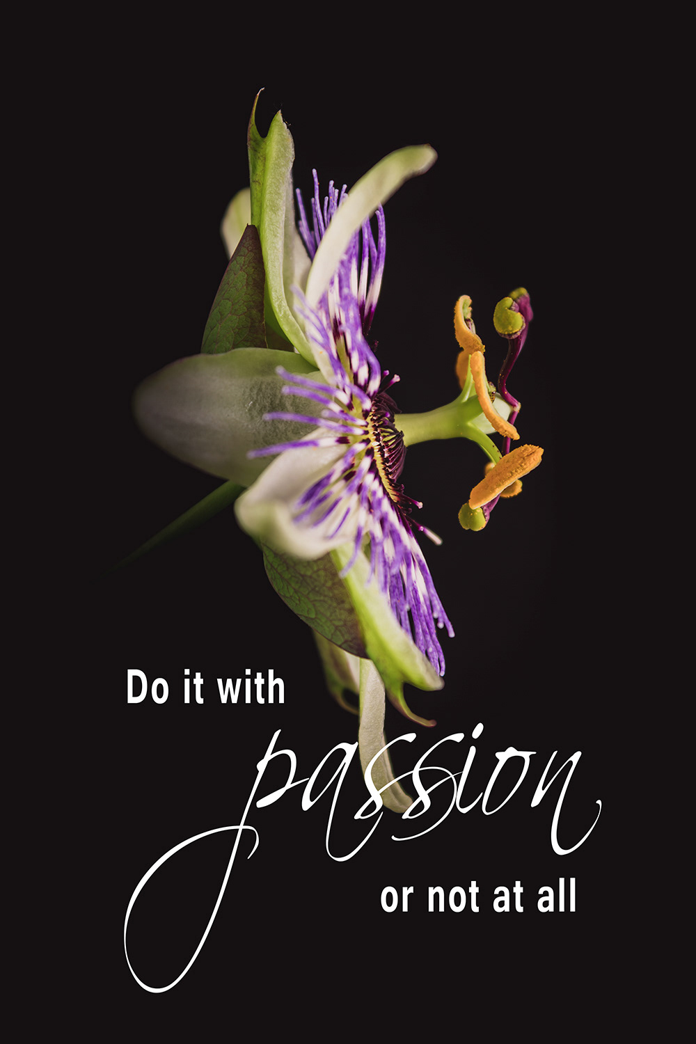 Passion Passiebloem