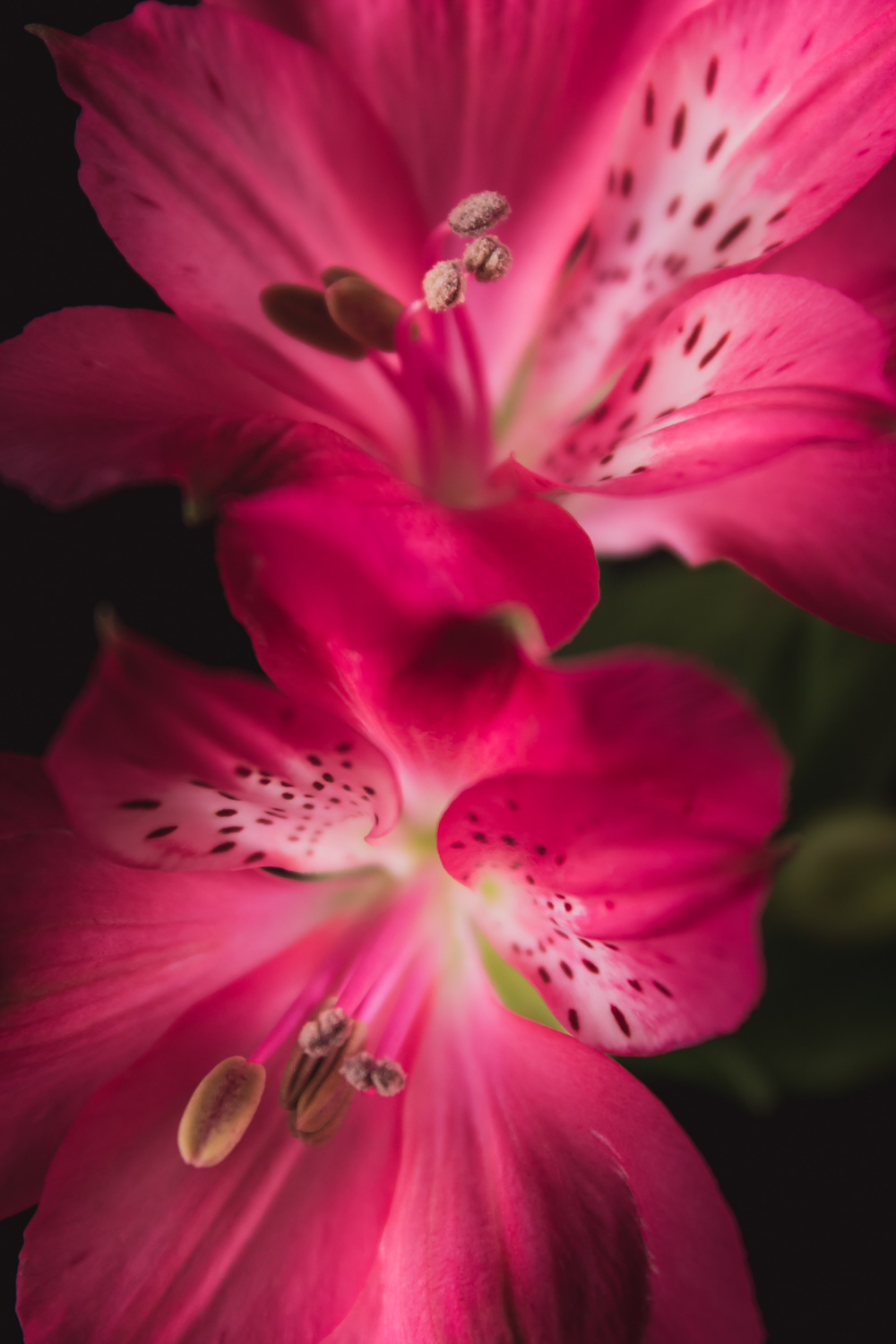Roze Alstroemeria