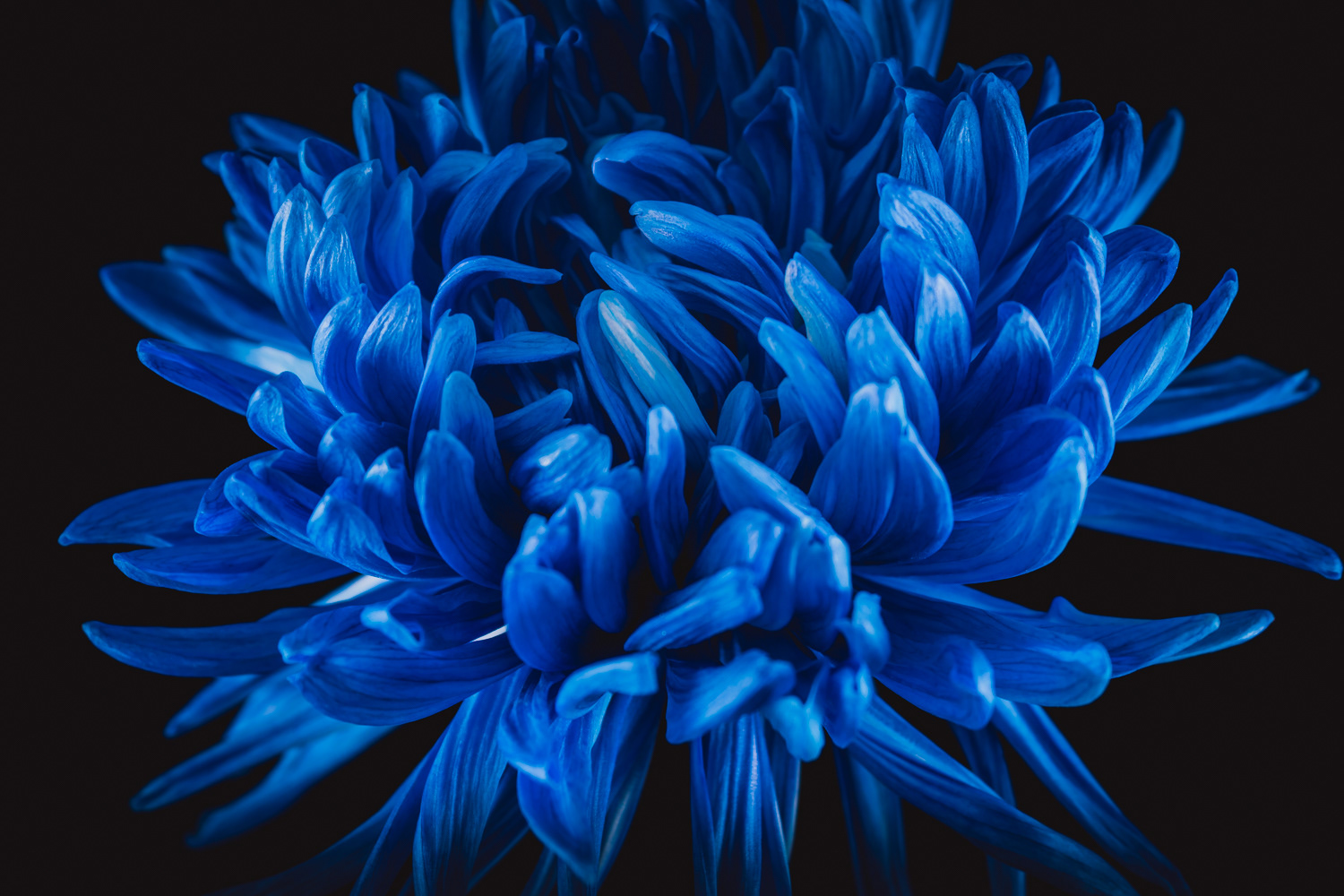 Blauwe Chrysant