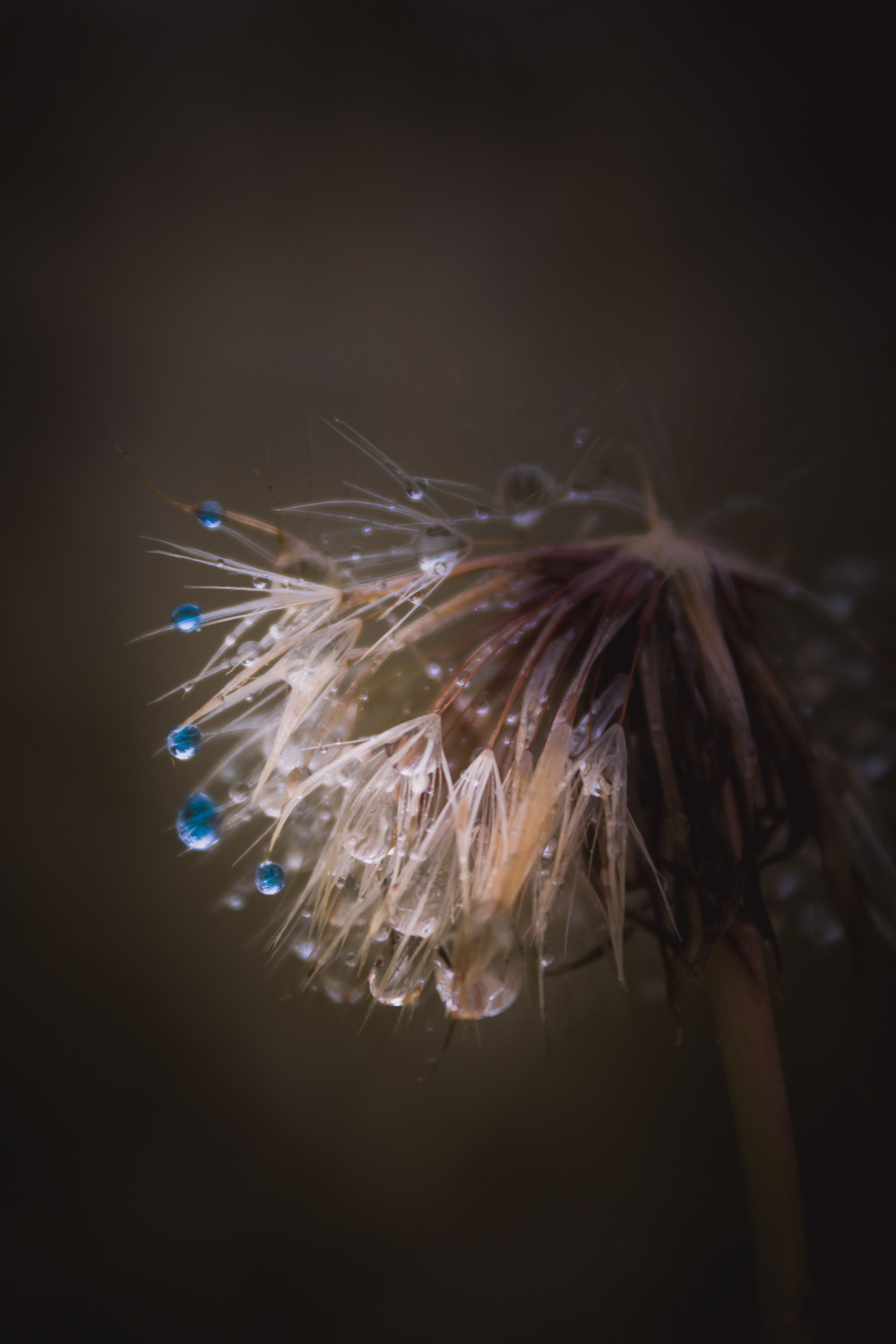 Waterdruppels & Blaasbloem