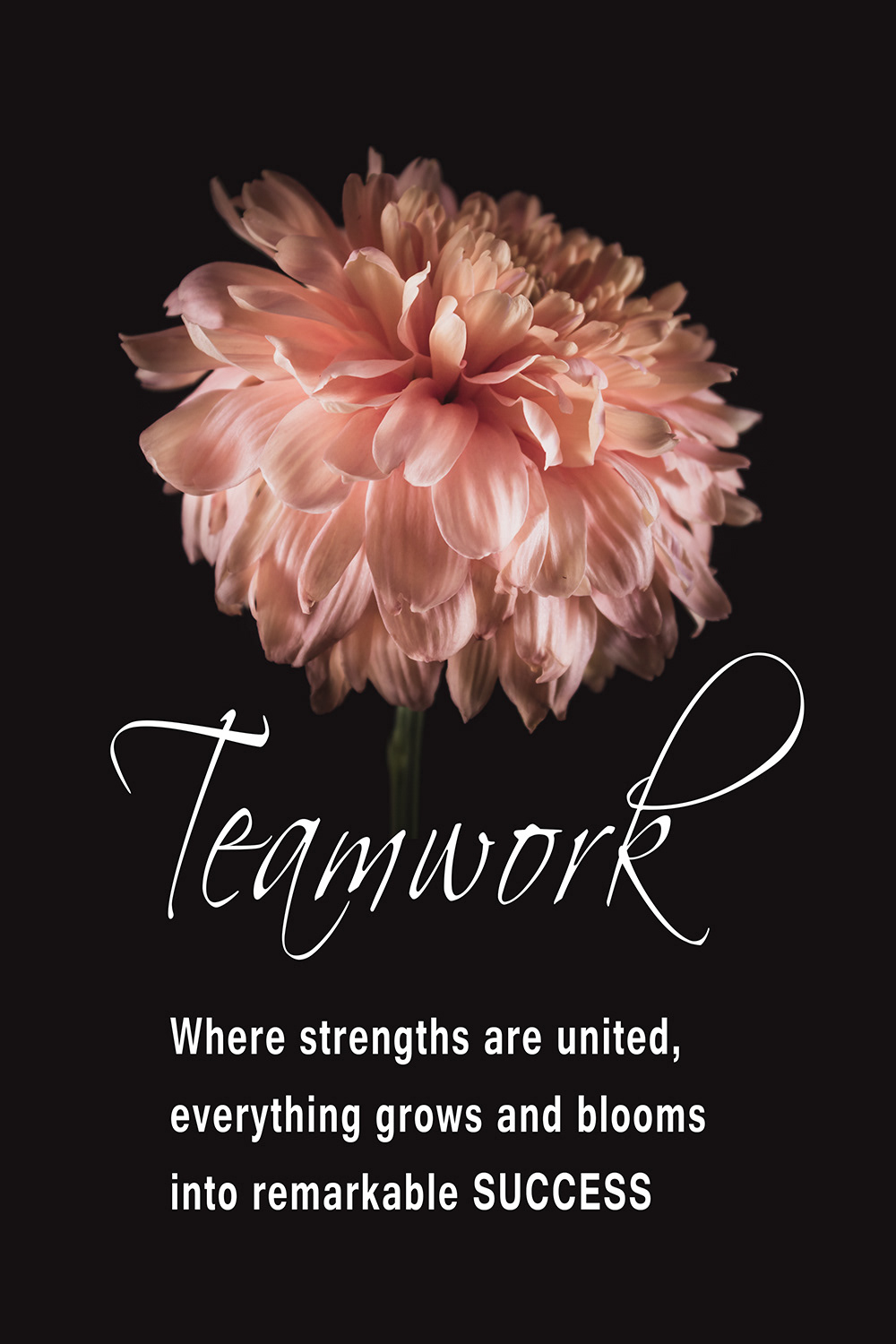 Teamwork Chrysant