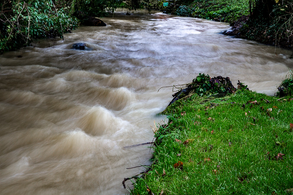 River Ryton - Shireoaks, after heavy rain