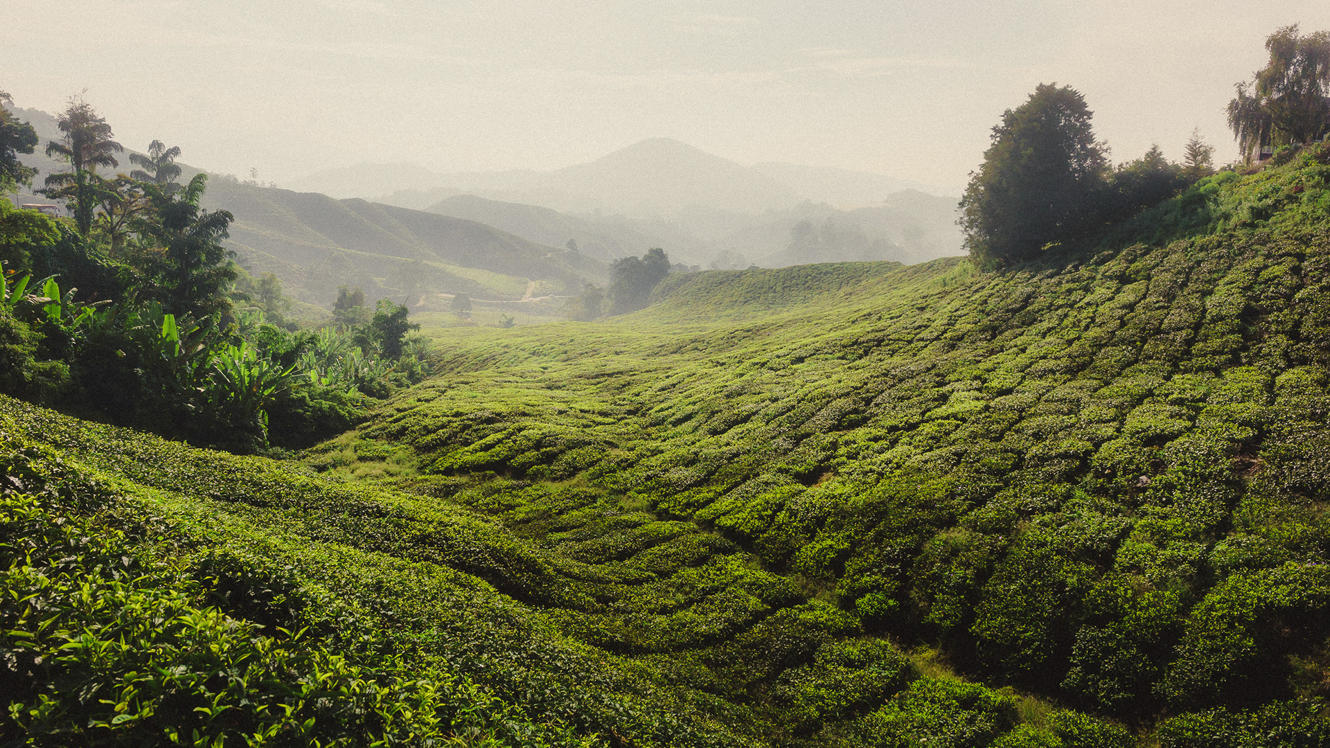 Cameron Highlands - Malaysia