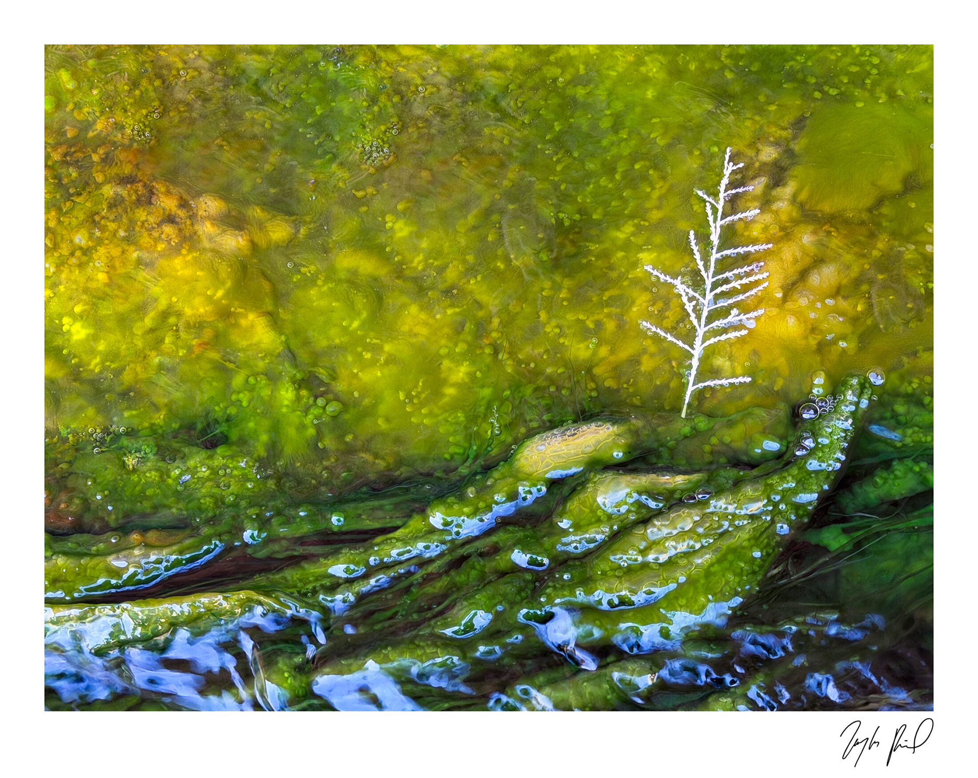 Good scum, nice scum. Lake Mead National Rec Area, NV.