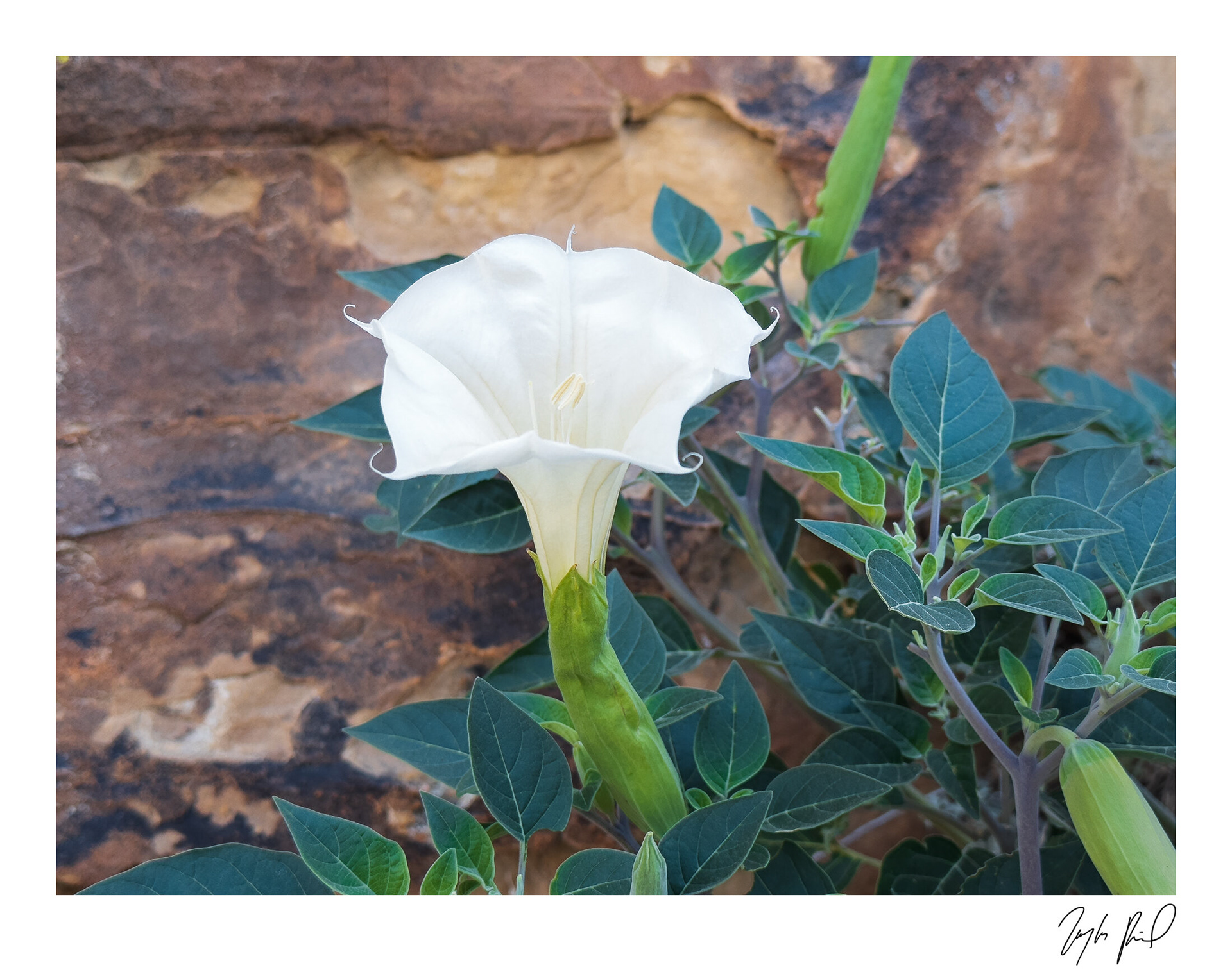 Sacred Datura. Grand Staircase-Escalante National Monument, UT.