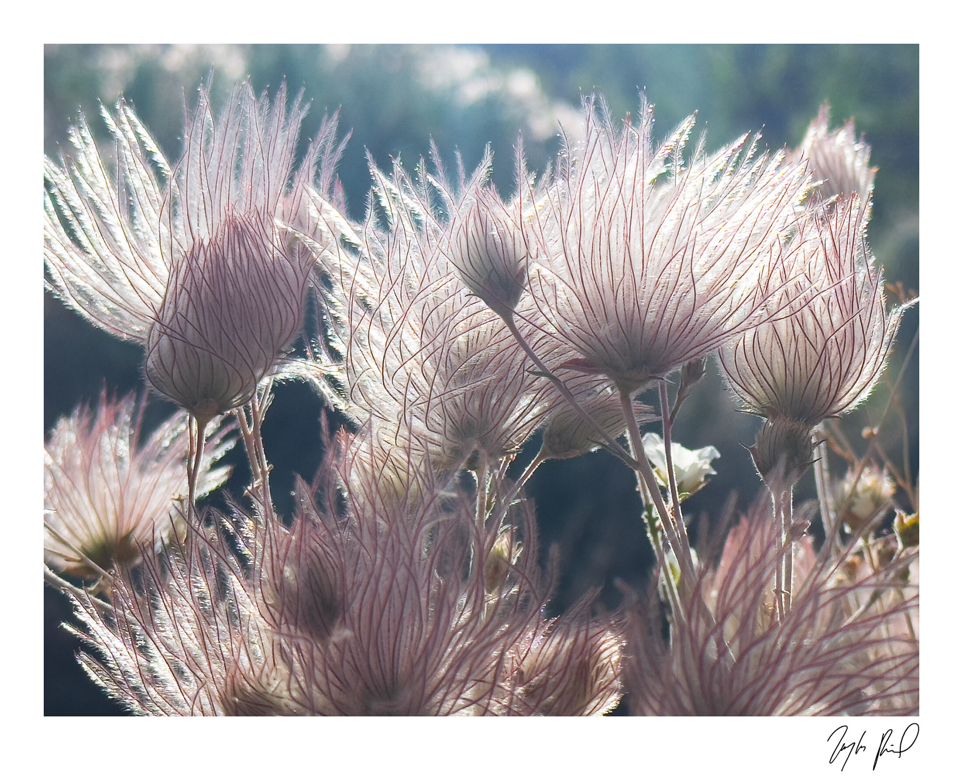 Apache Plume. Southwest UT.