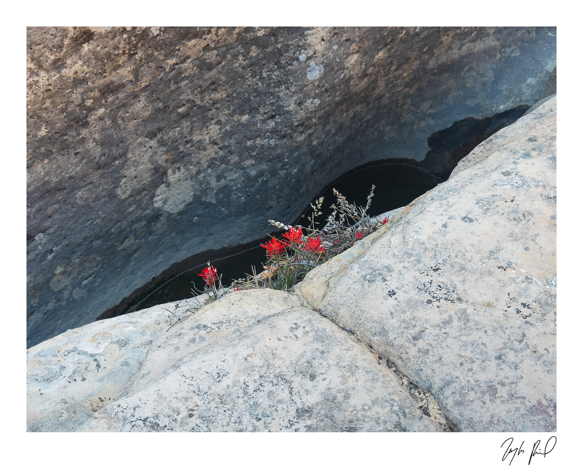 Paintbrush in slot. Southwest UT.