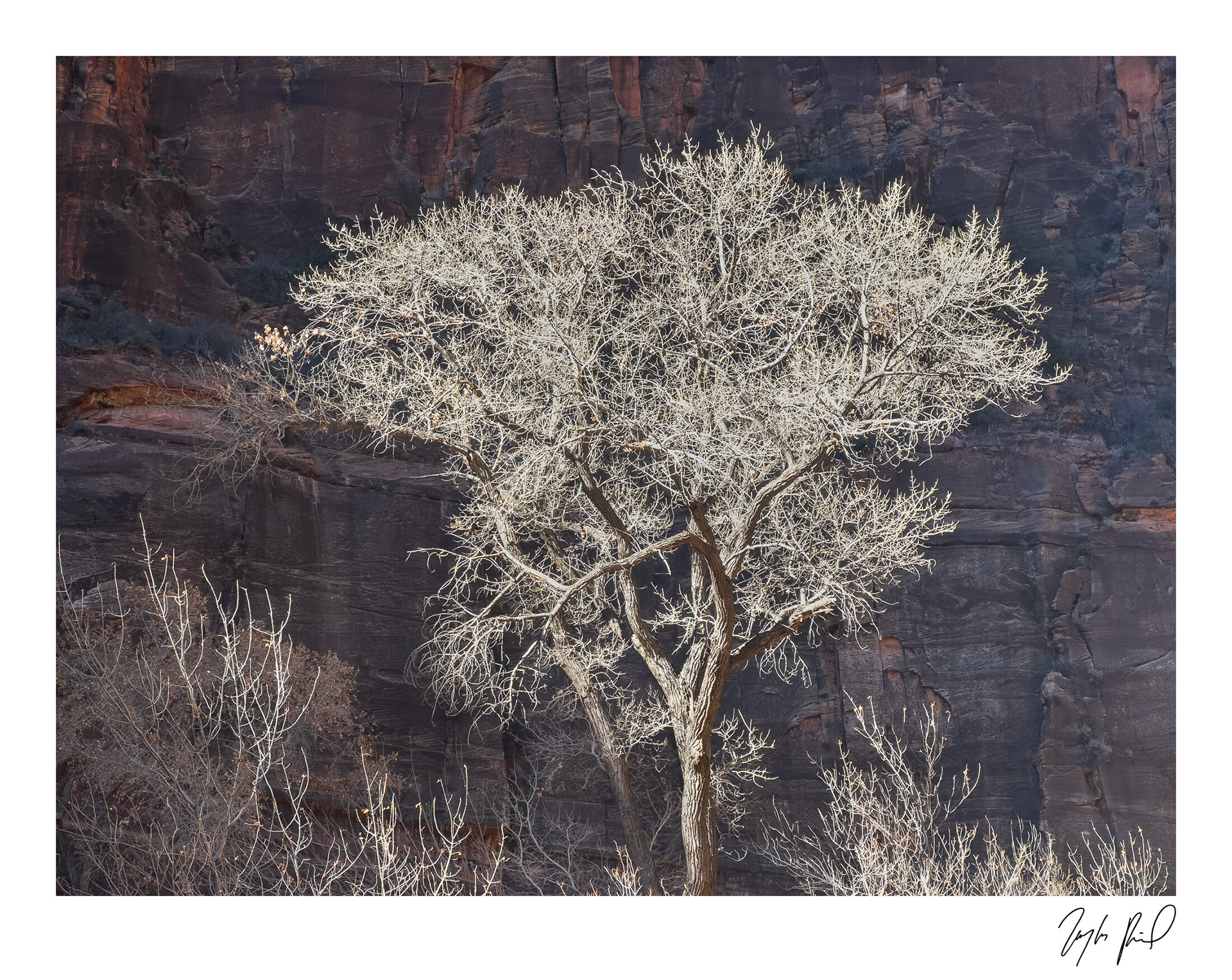 End of season. Zion National Park, UT.