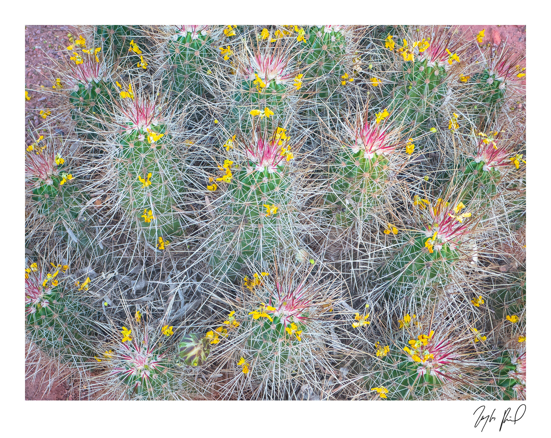 Spring celebration. Red Hills Desert Garden, UT.