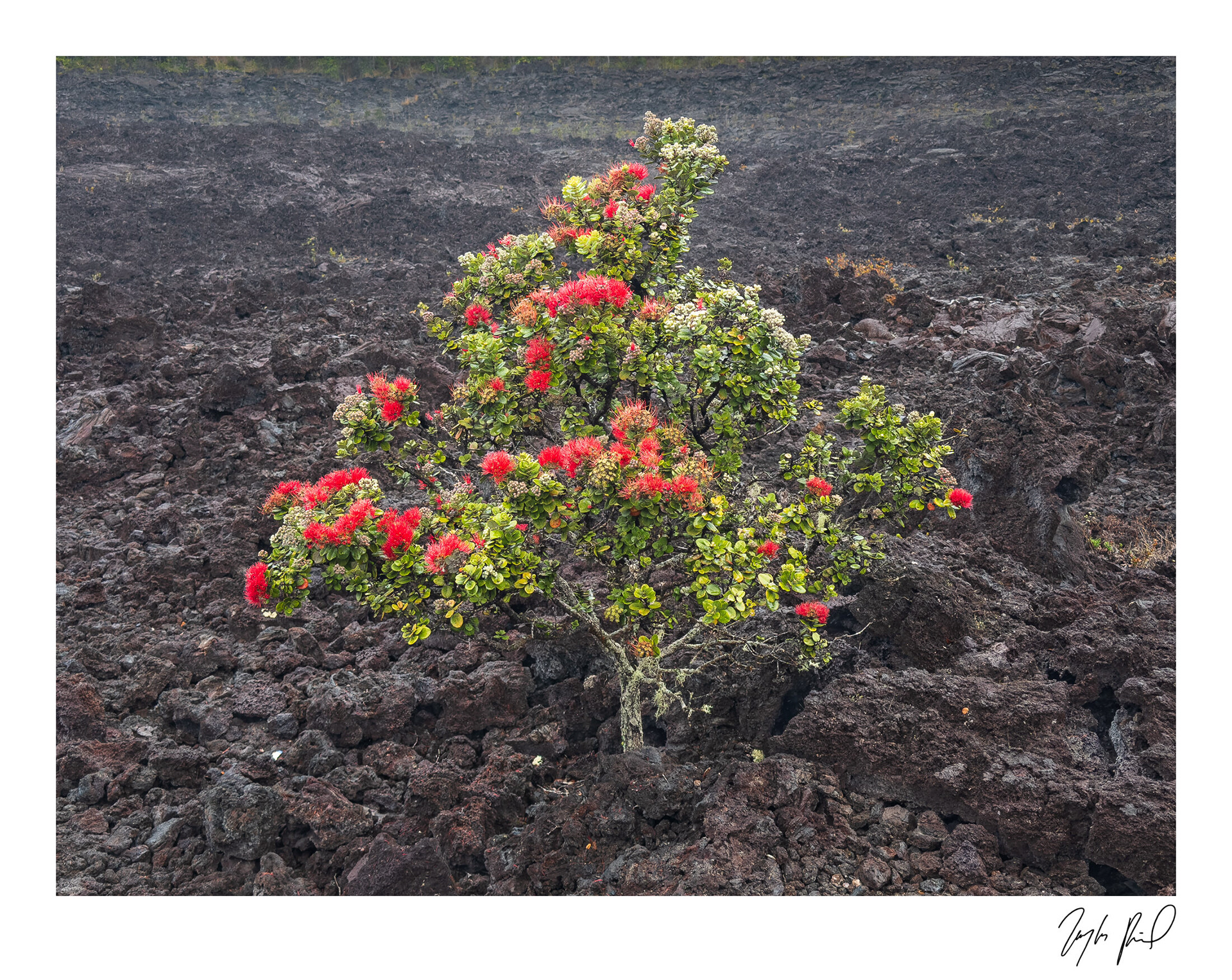 'Ohi'a lehua. Hawai'i Volcanoes National Park, HI.