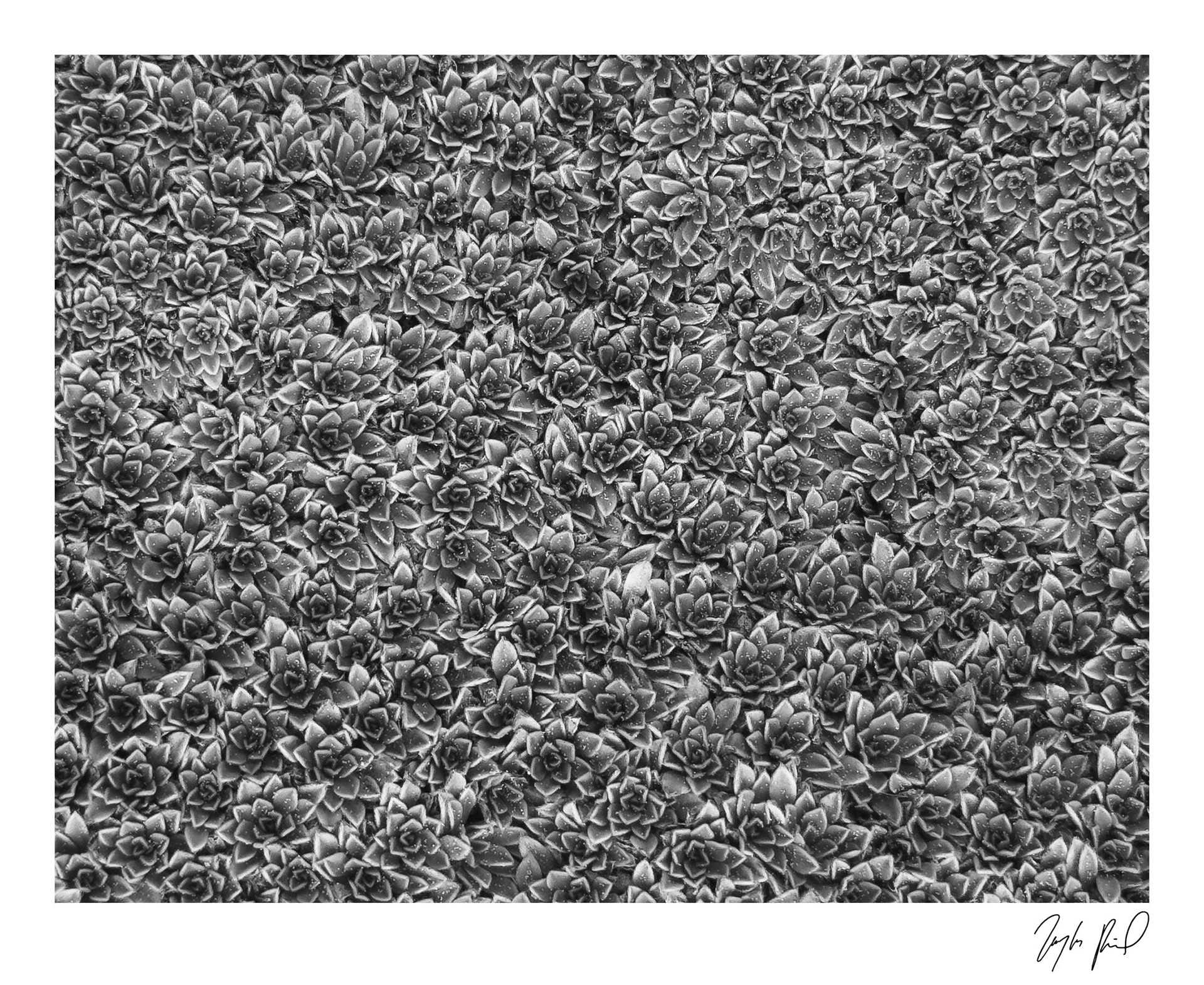 Small succulents. Red Hills Desert Garden, UT.