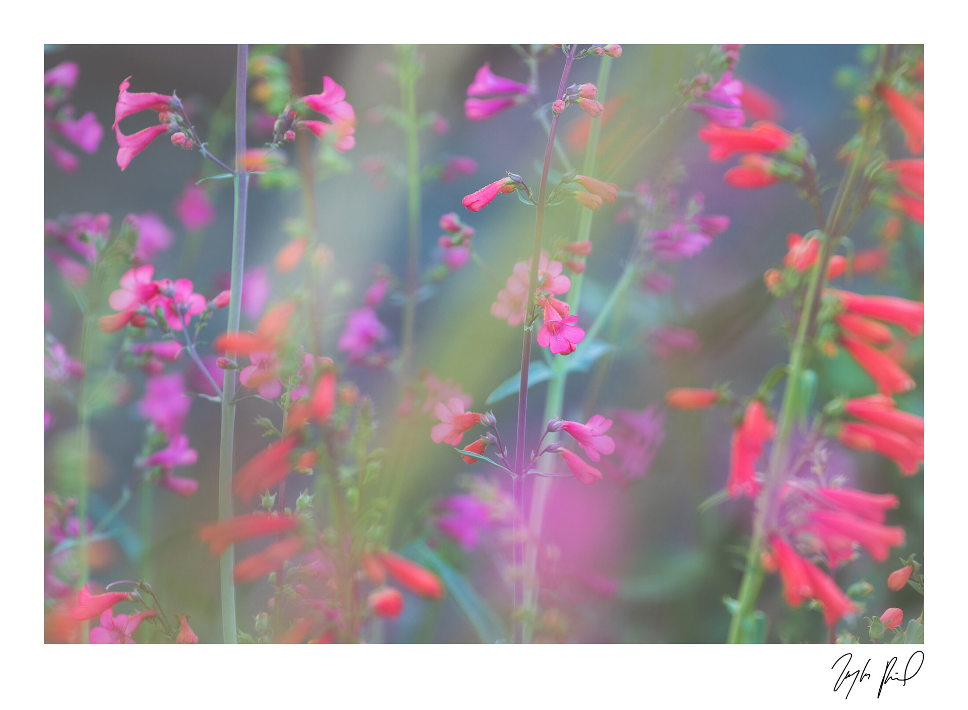 Penstemon riot. Red Hills Desert Garden, St. George, UT.
