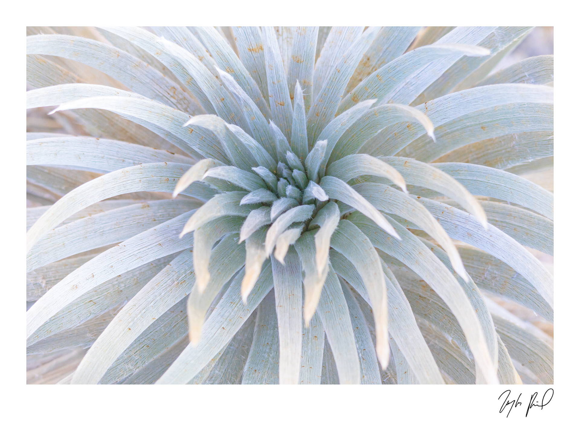 Endangered 'Ahinahina (Silversword). Mauna Kea, HI.