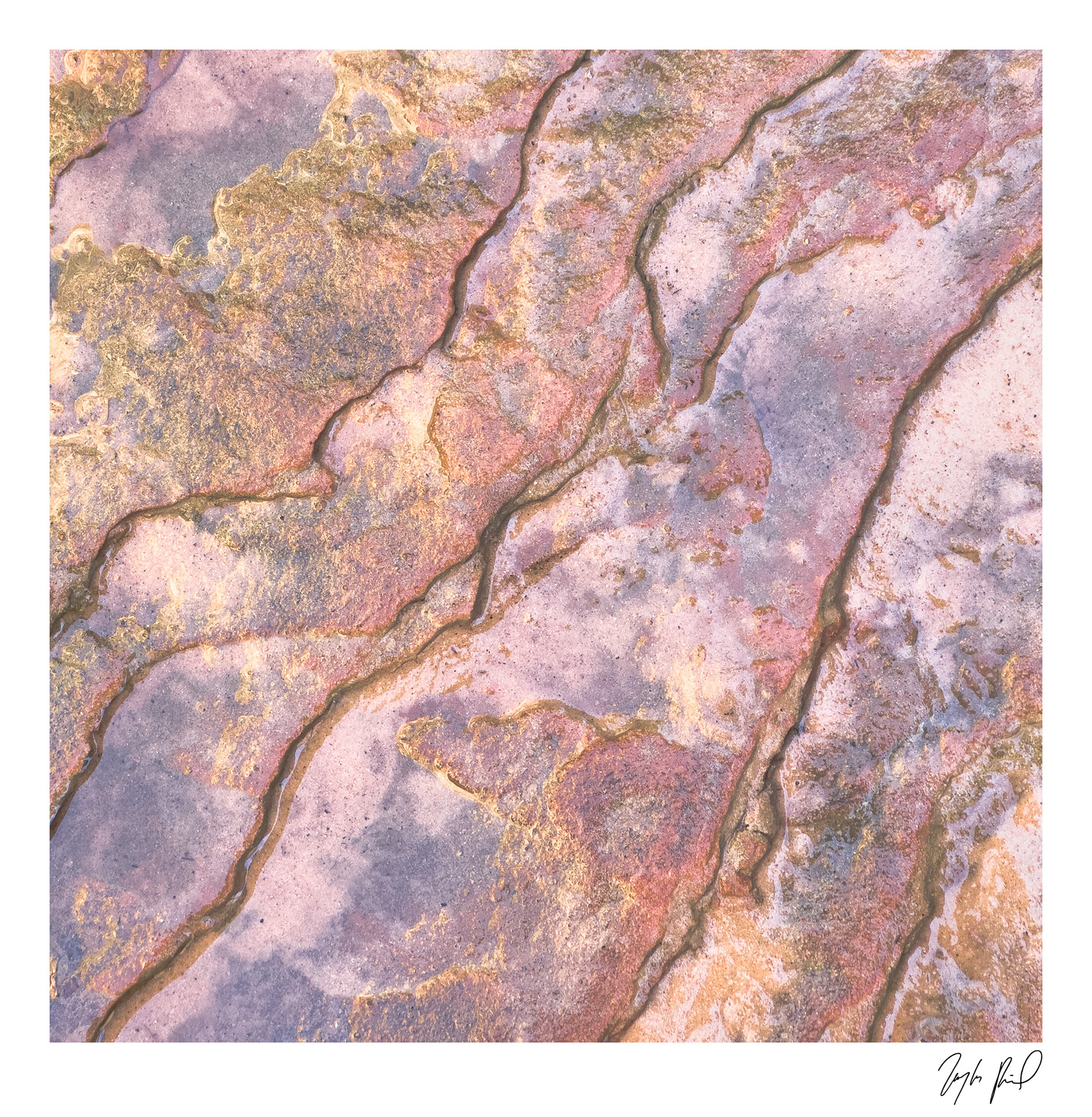 Flecks of gold. Zion National Park, UT.