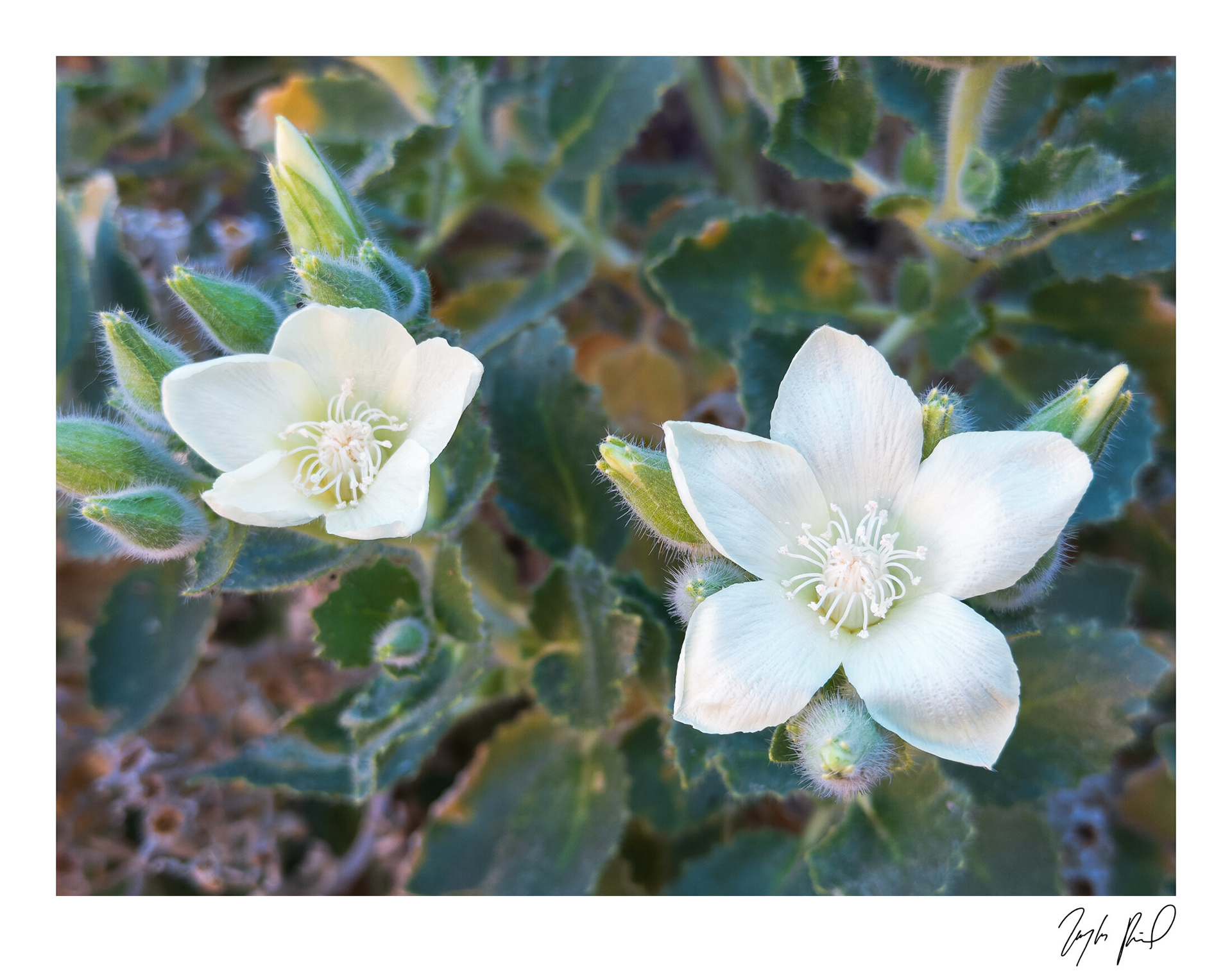 Blooming Rock Nettle. Lake Mead National Rec Area, NV.
