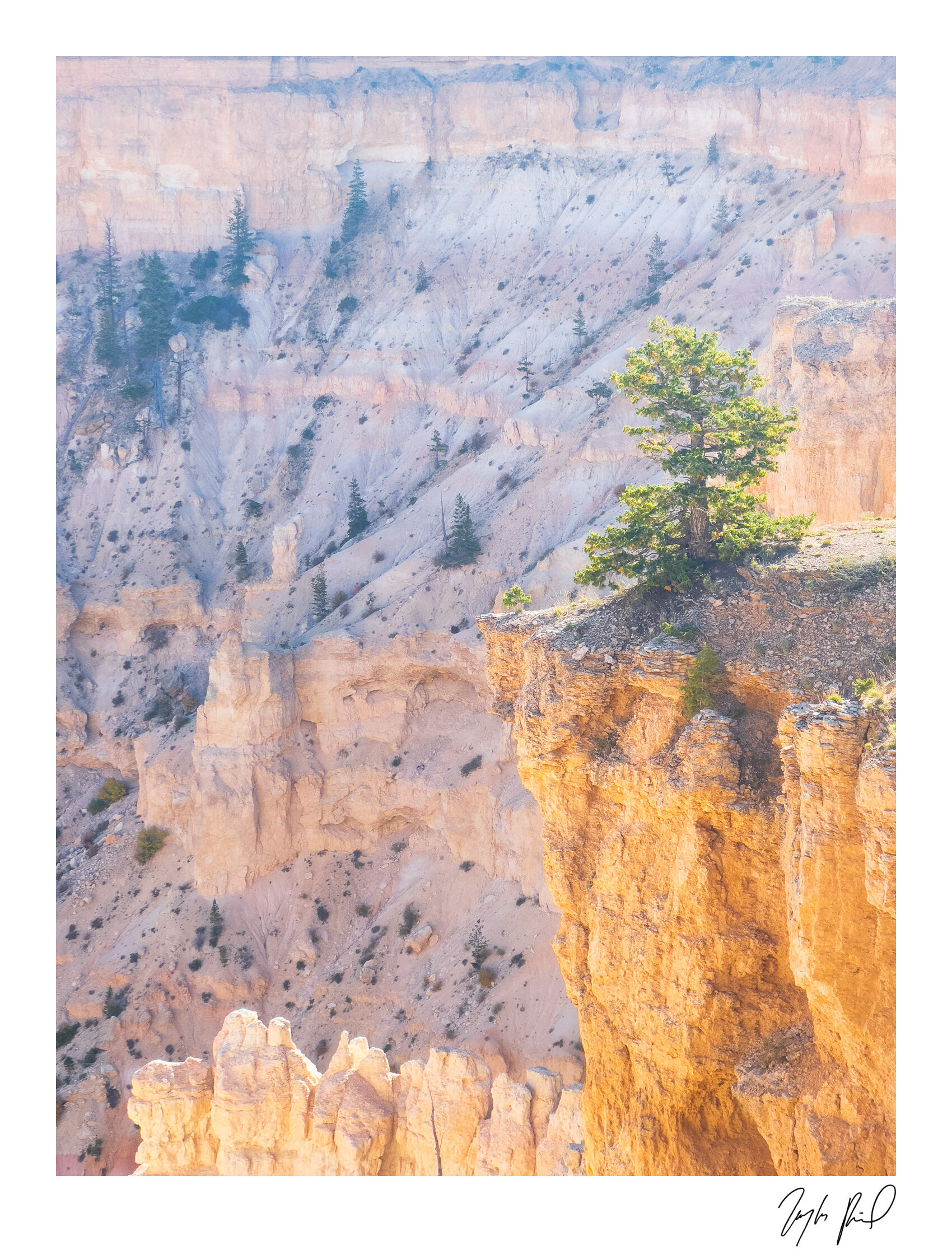 Pine on the edge. Bryce Canyon National Park, UT.