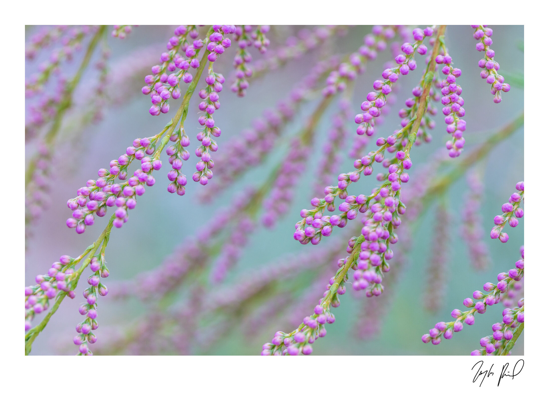 Budding Tamarisk (noxious/invasive). Death Valley National Park, CA.