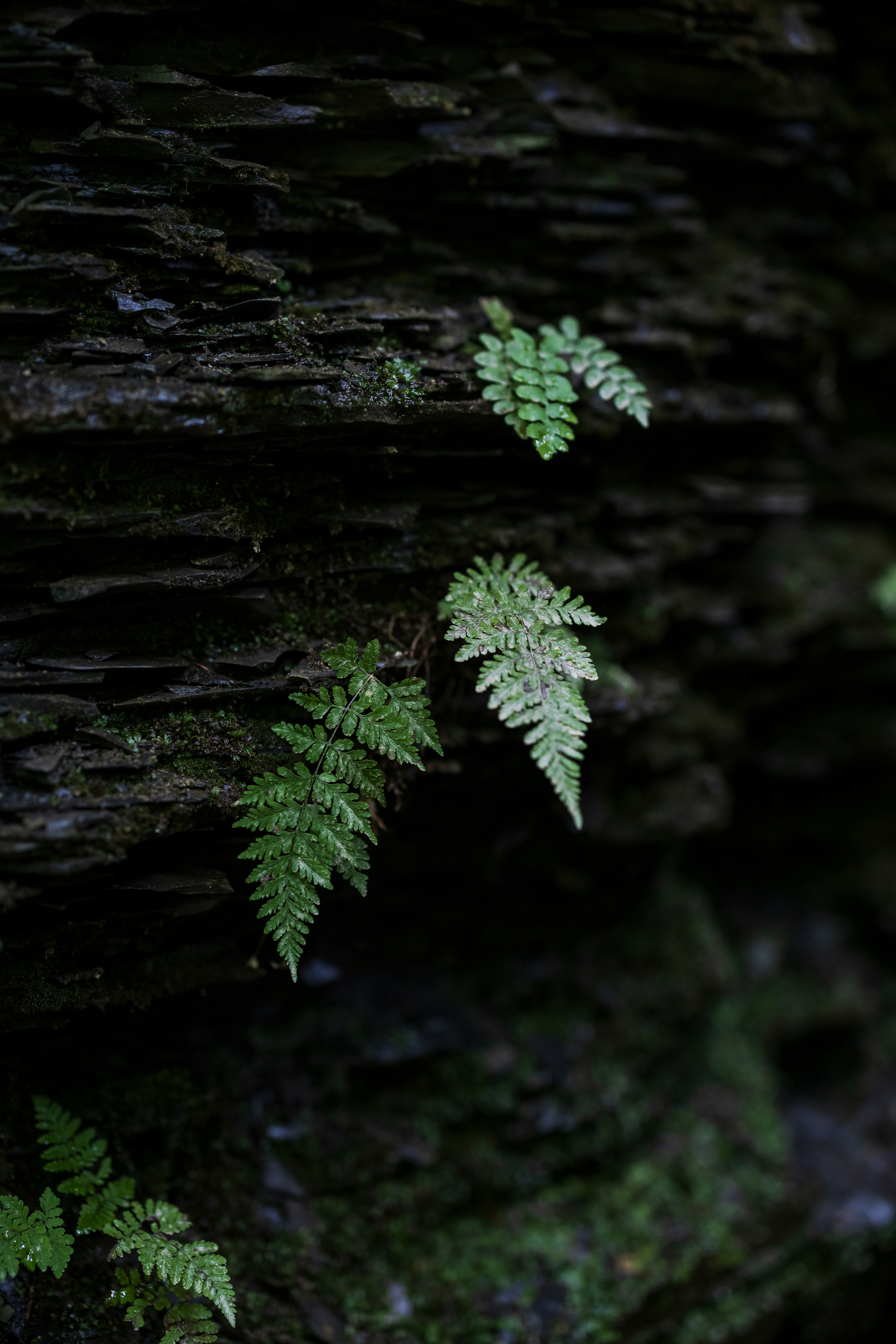 07.17.24 // Moravia, NY