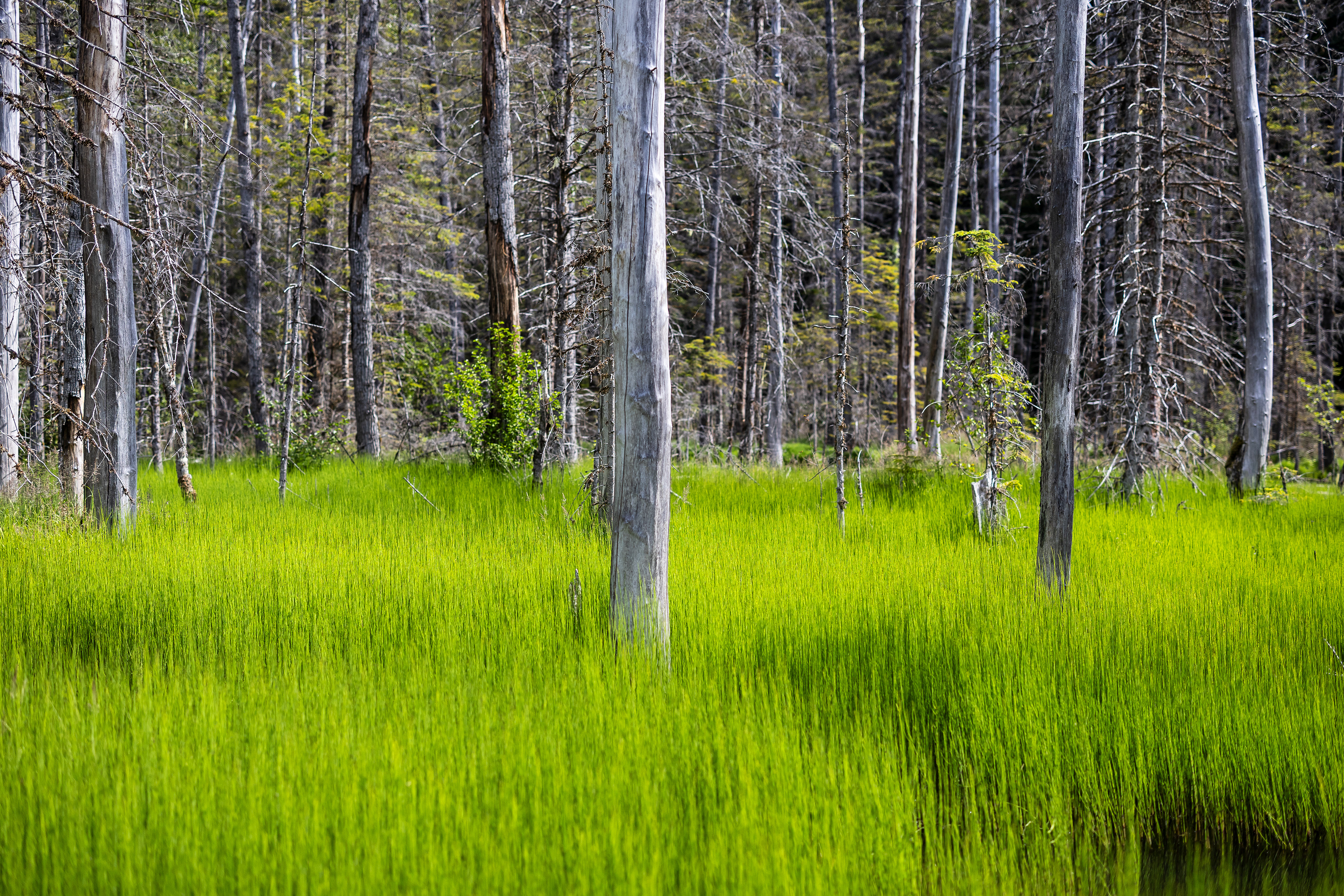 Chilkoot Trail, AK