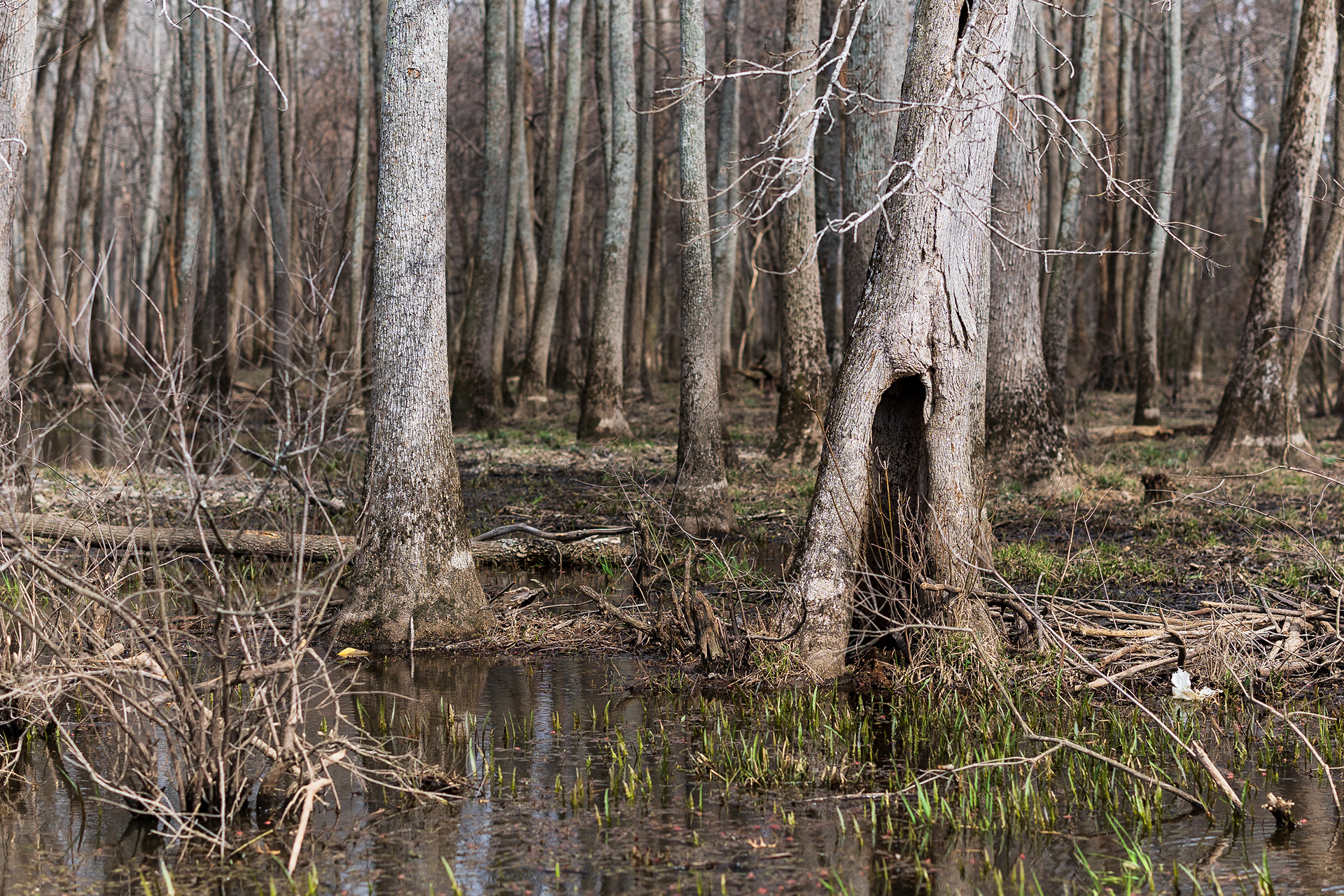 Shawnee National Forest, IL