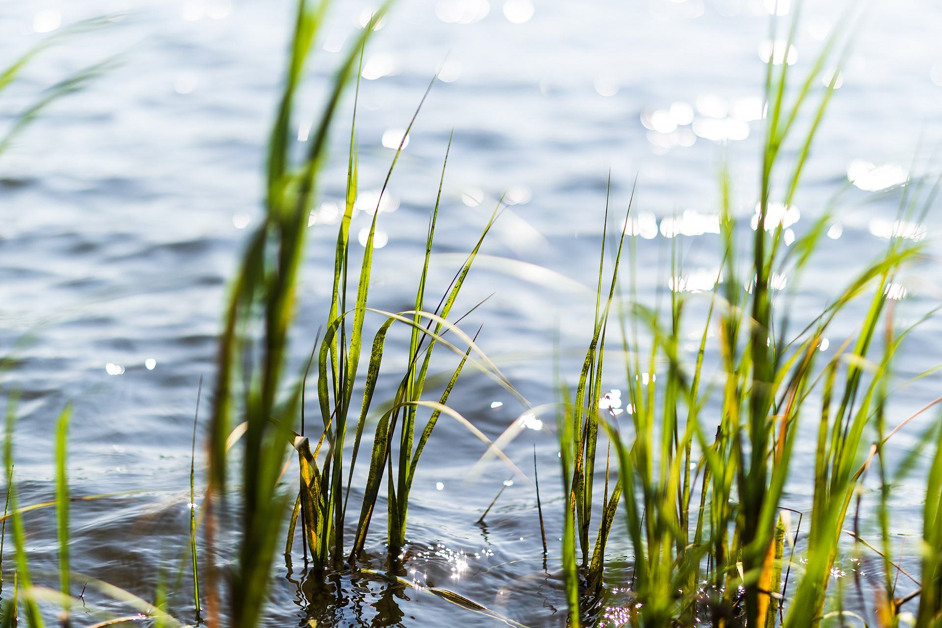 Salt marsh in Harwich, MA