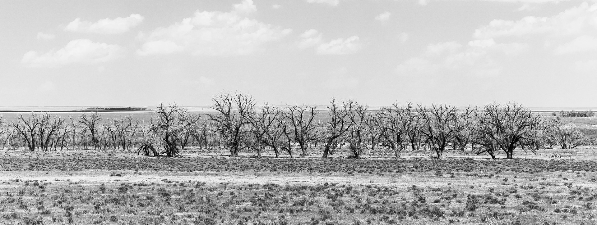 Cottonwood trees, Eads, CO