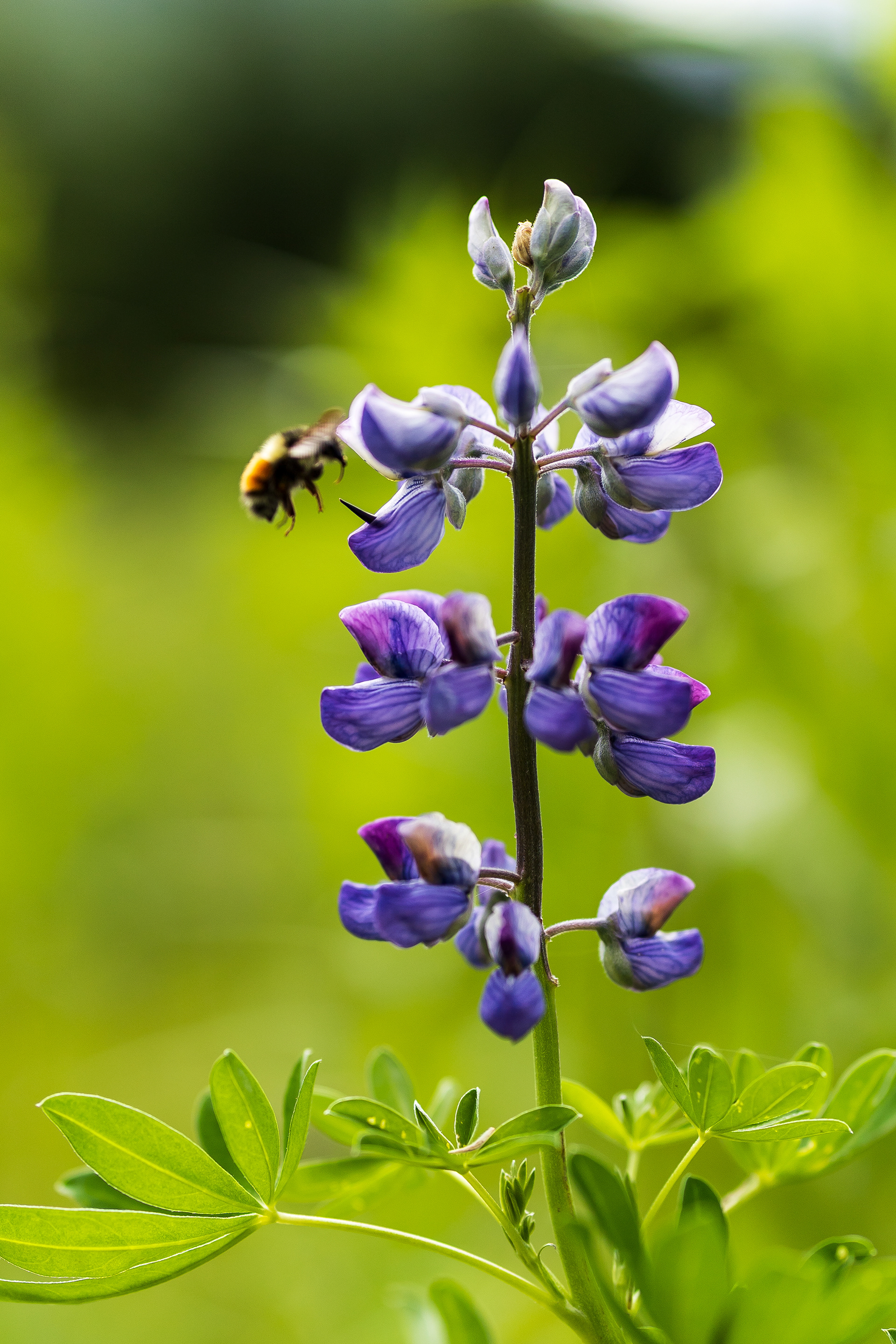 Lupines in the valley, Dyea, AK