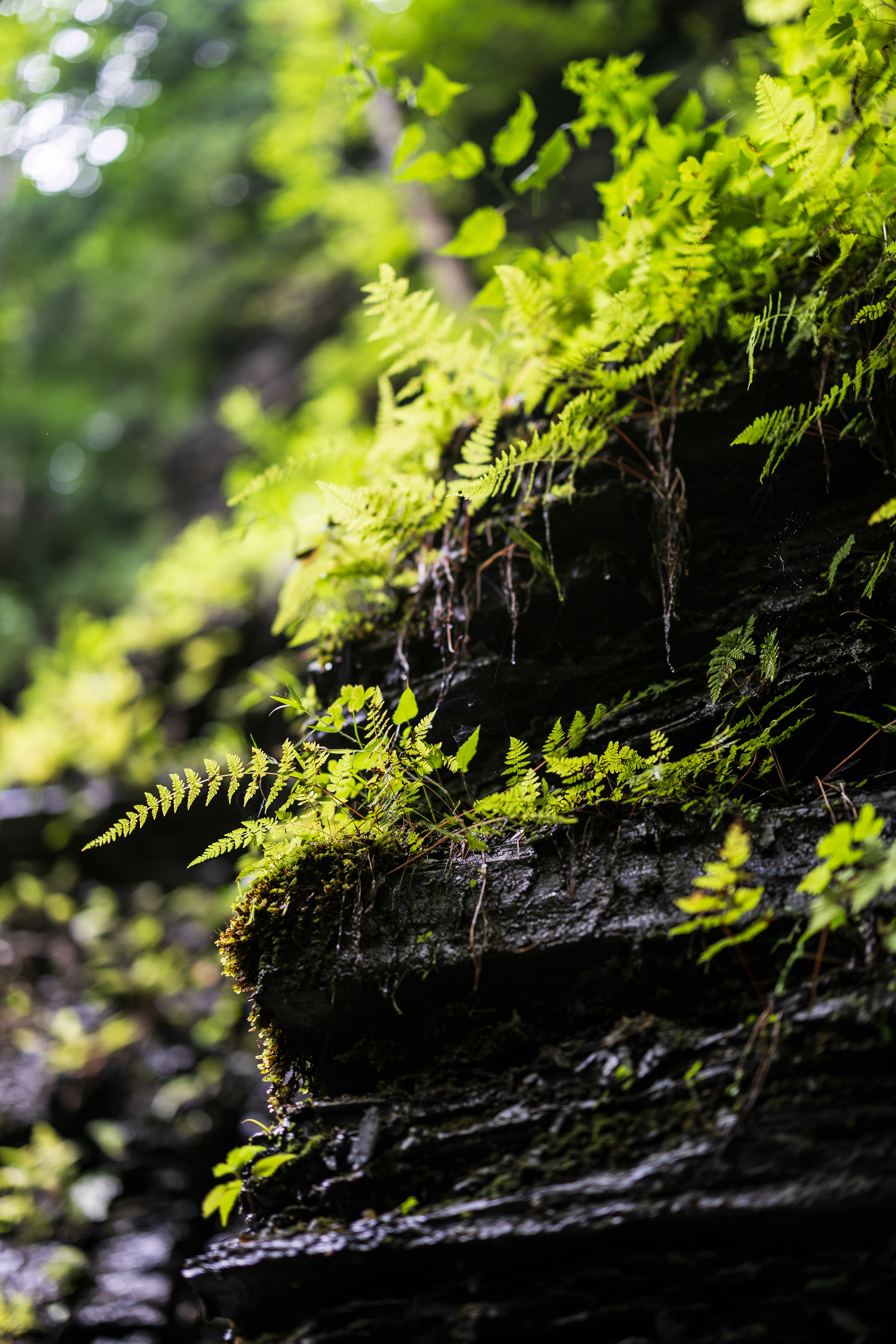 07.17.24 // Moravia, NY