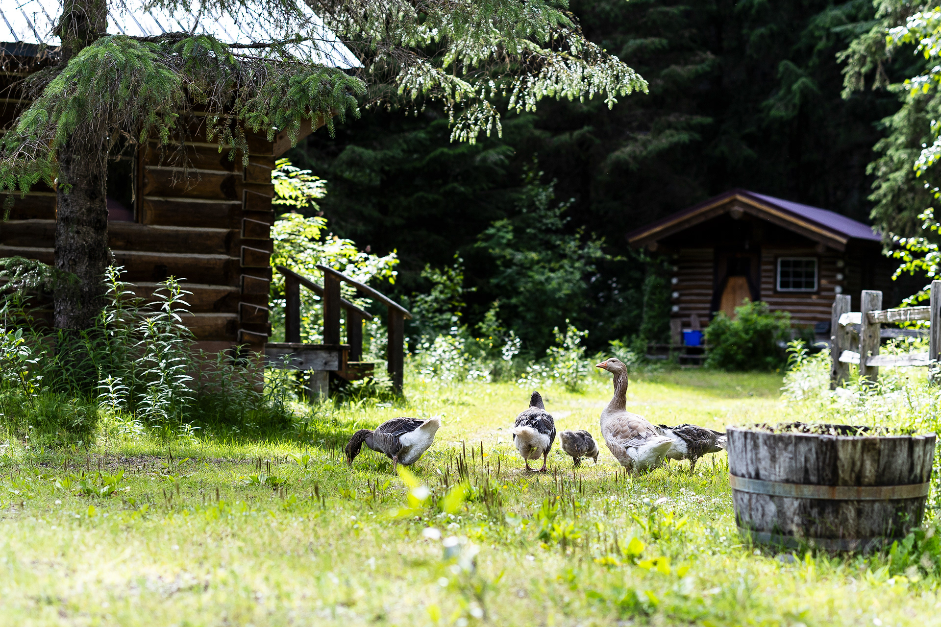Alderworks, Dyea, AK