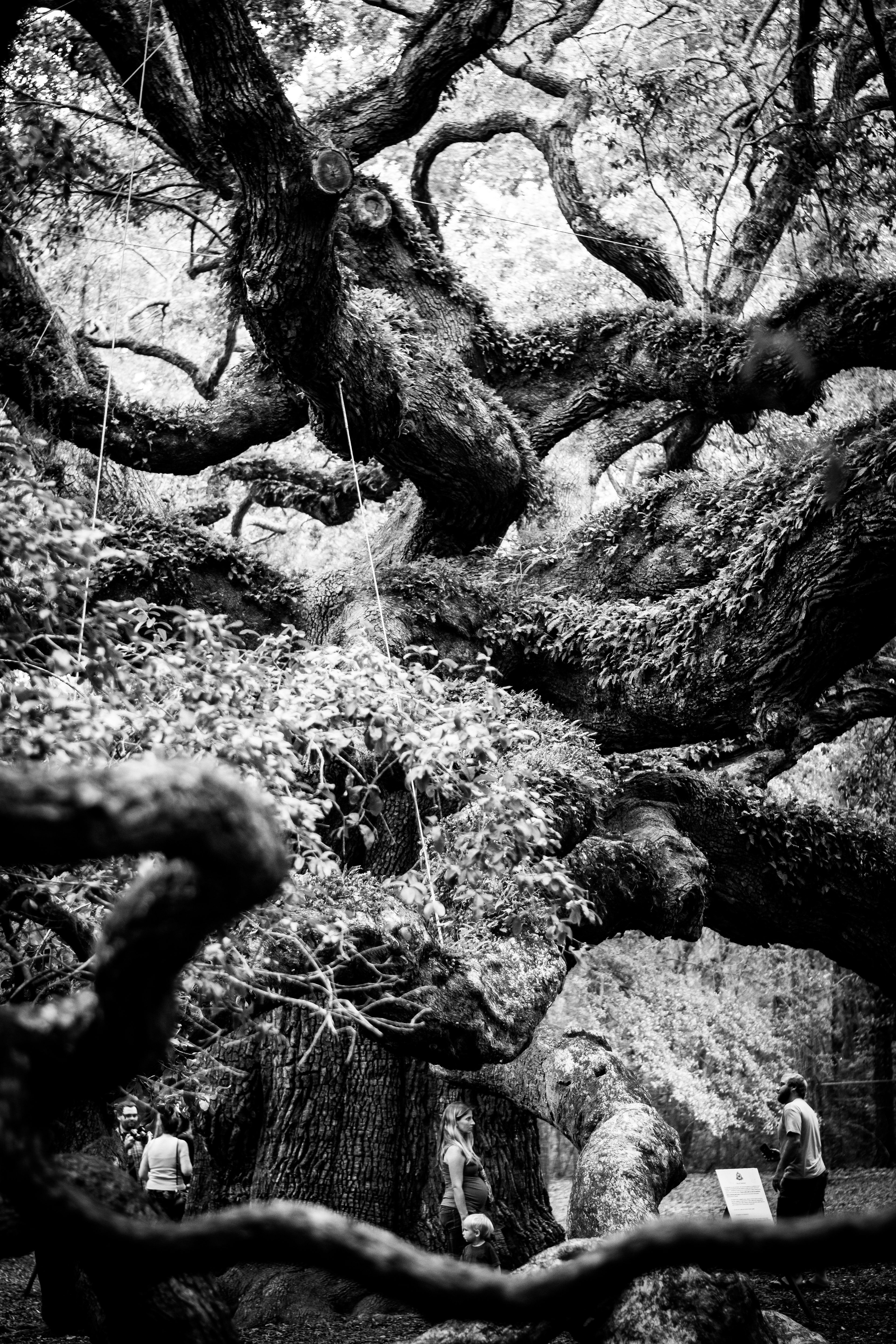 Angel Oak Tree, Charleston, SC