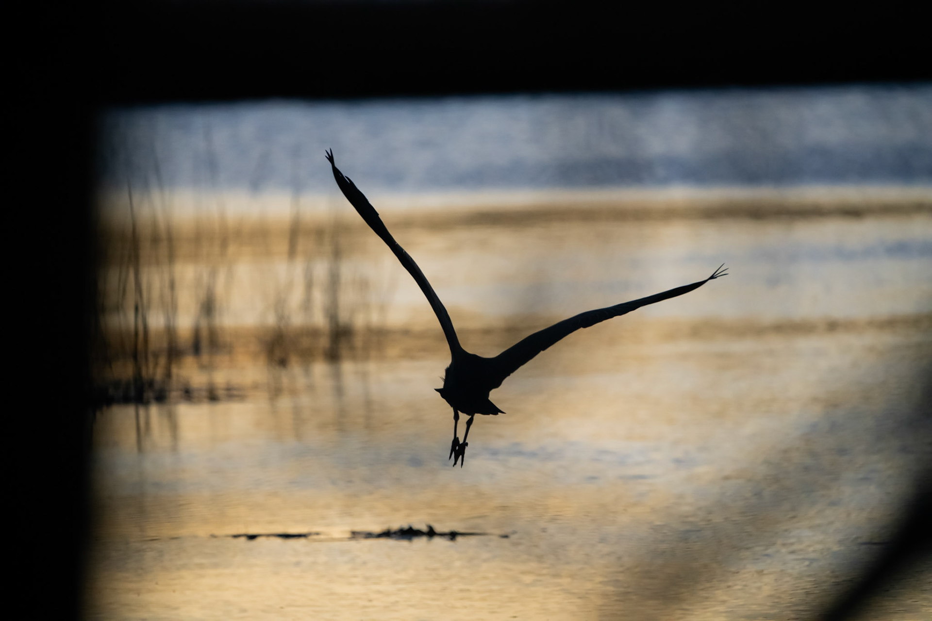 Blue Heron at Dusk. Barrington, RI