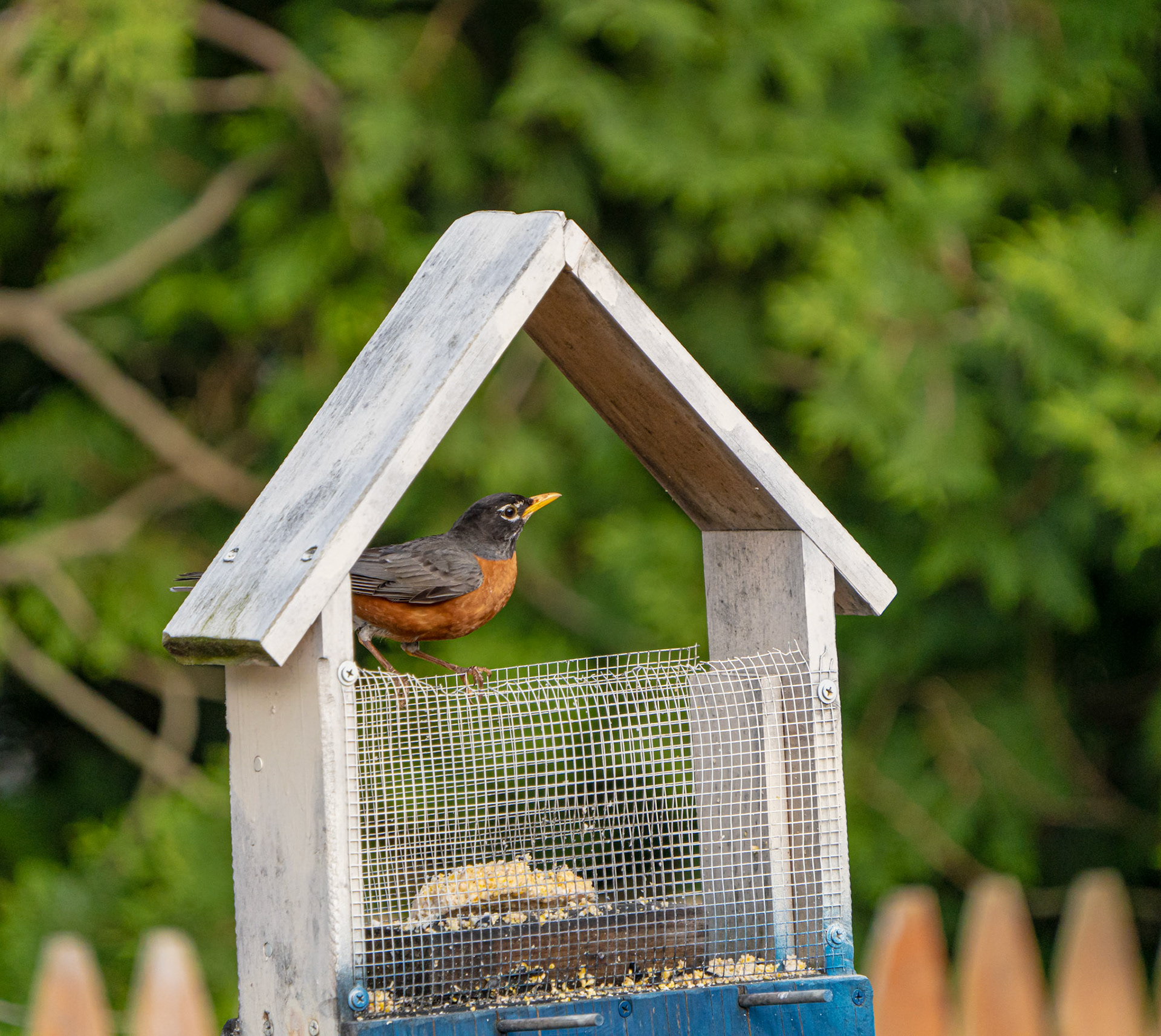 American Robin. Riverside, RI