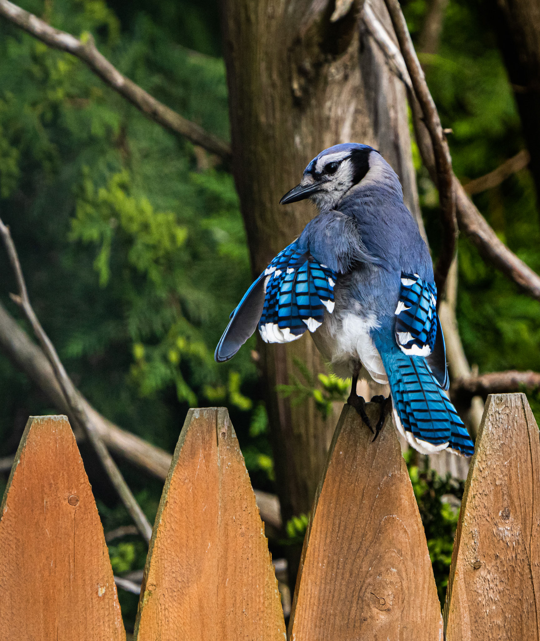 Blue Jay. Riverside, RI