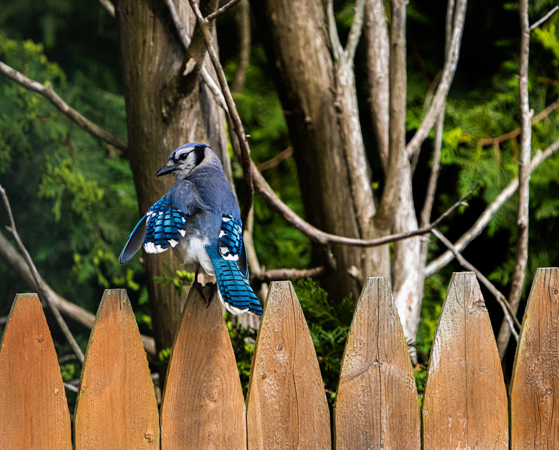 Blue Jay. Riverside, RI
