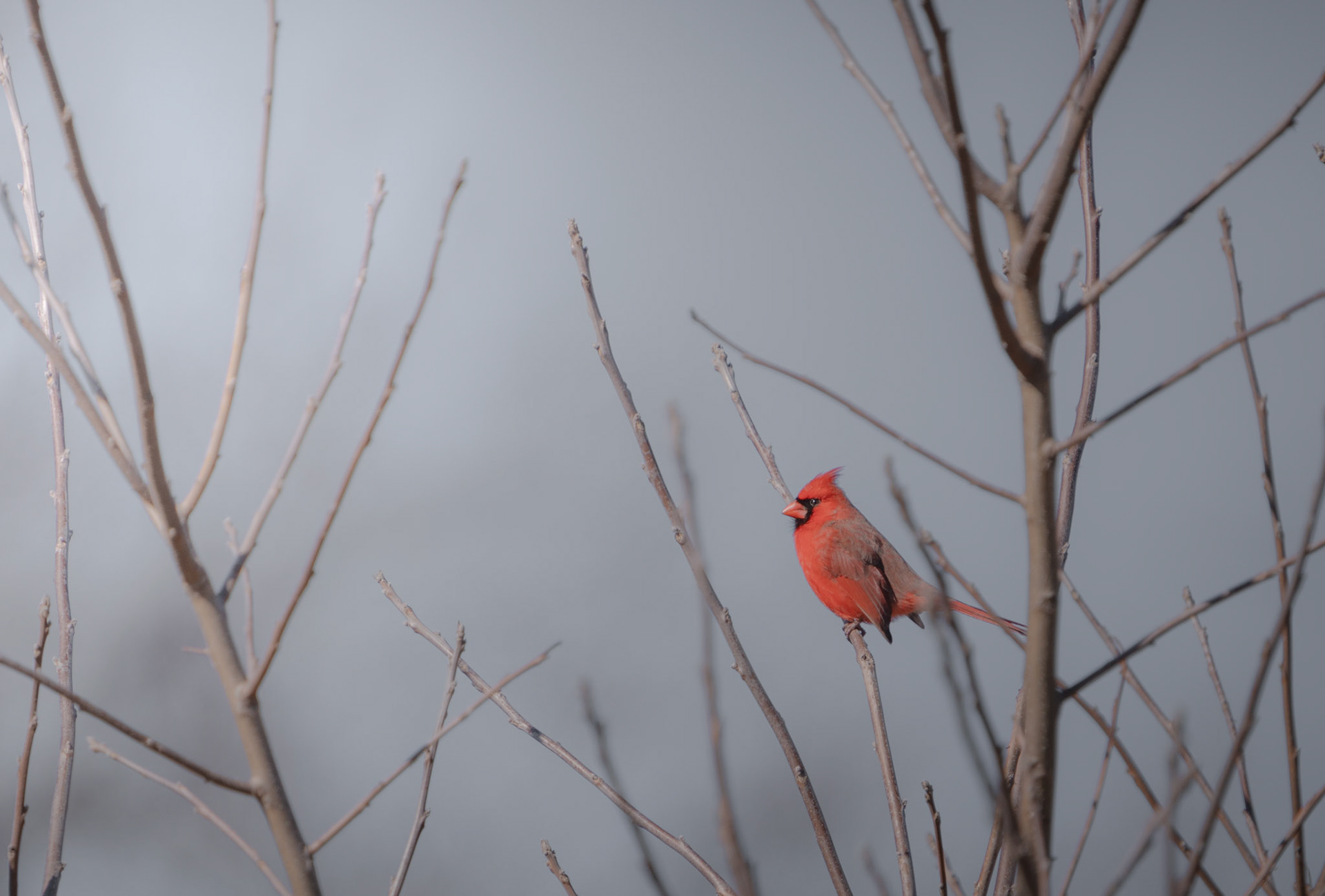 Cardinal. Normal Bird Sanctuary. Middletown, RI