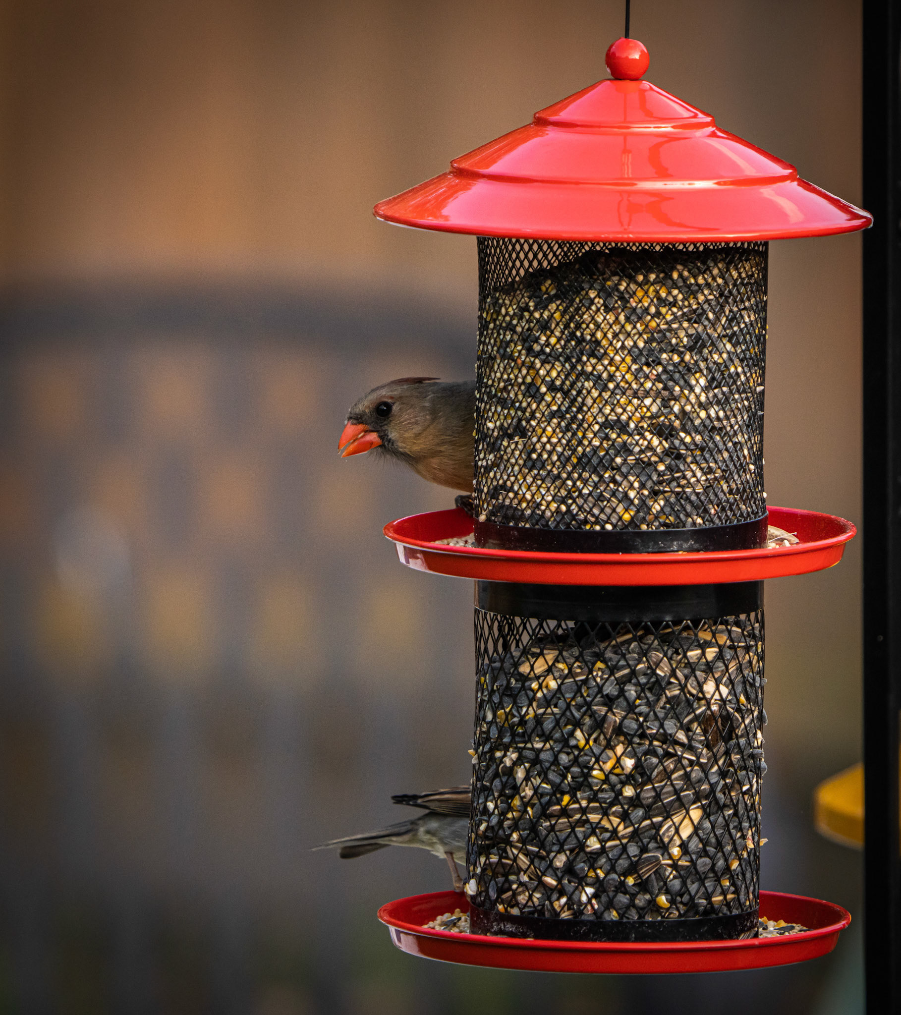 Northern Cardinal, Riverside, RI