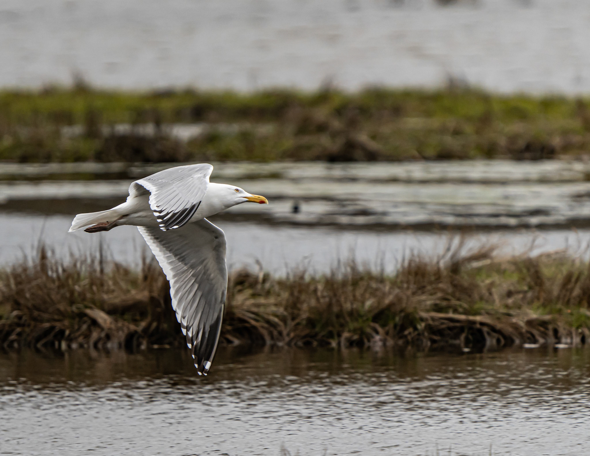 Ringed Bill Gull, Niantic, CT
